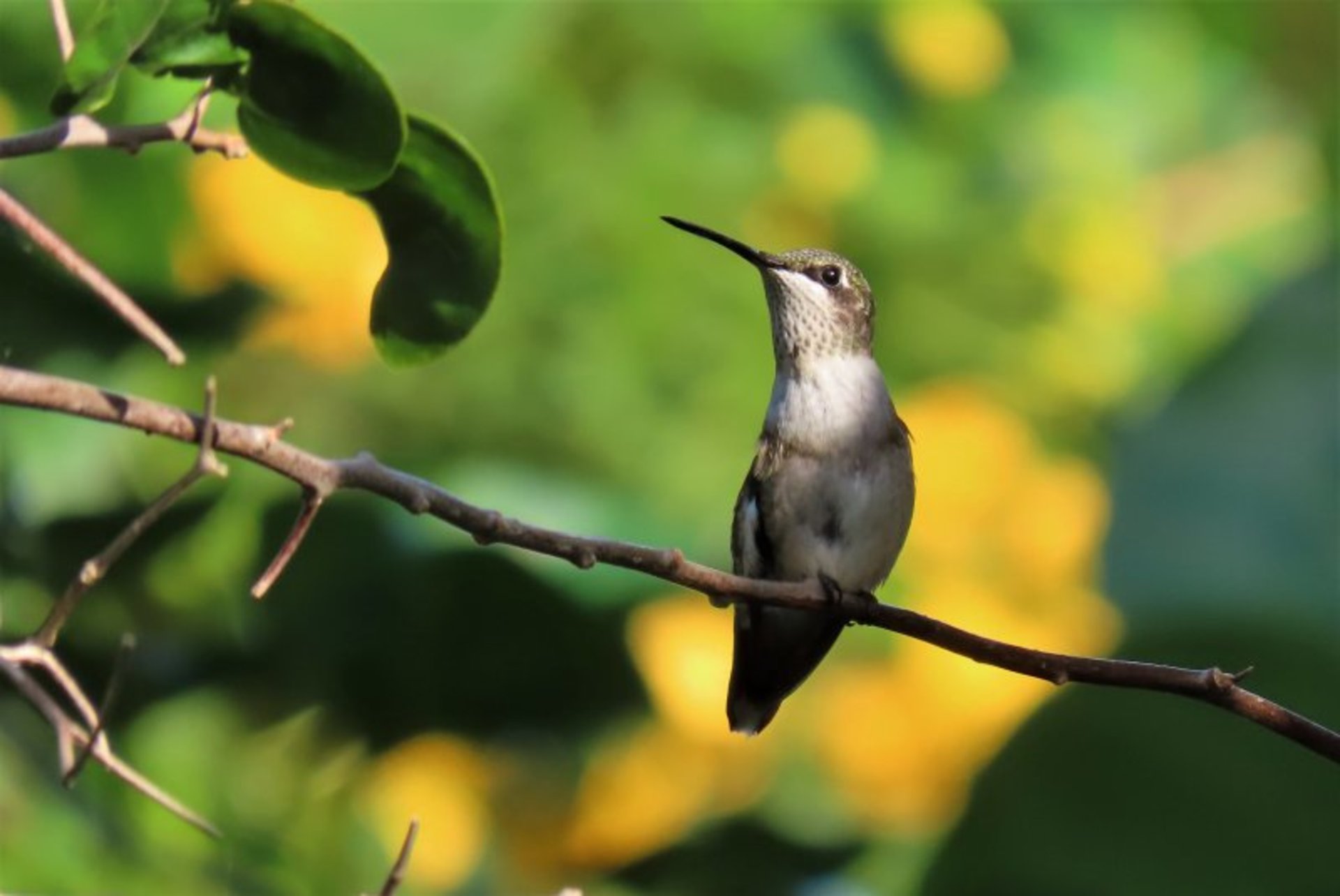 Hummingbirds