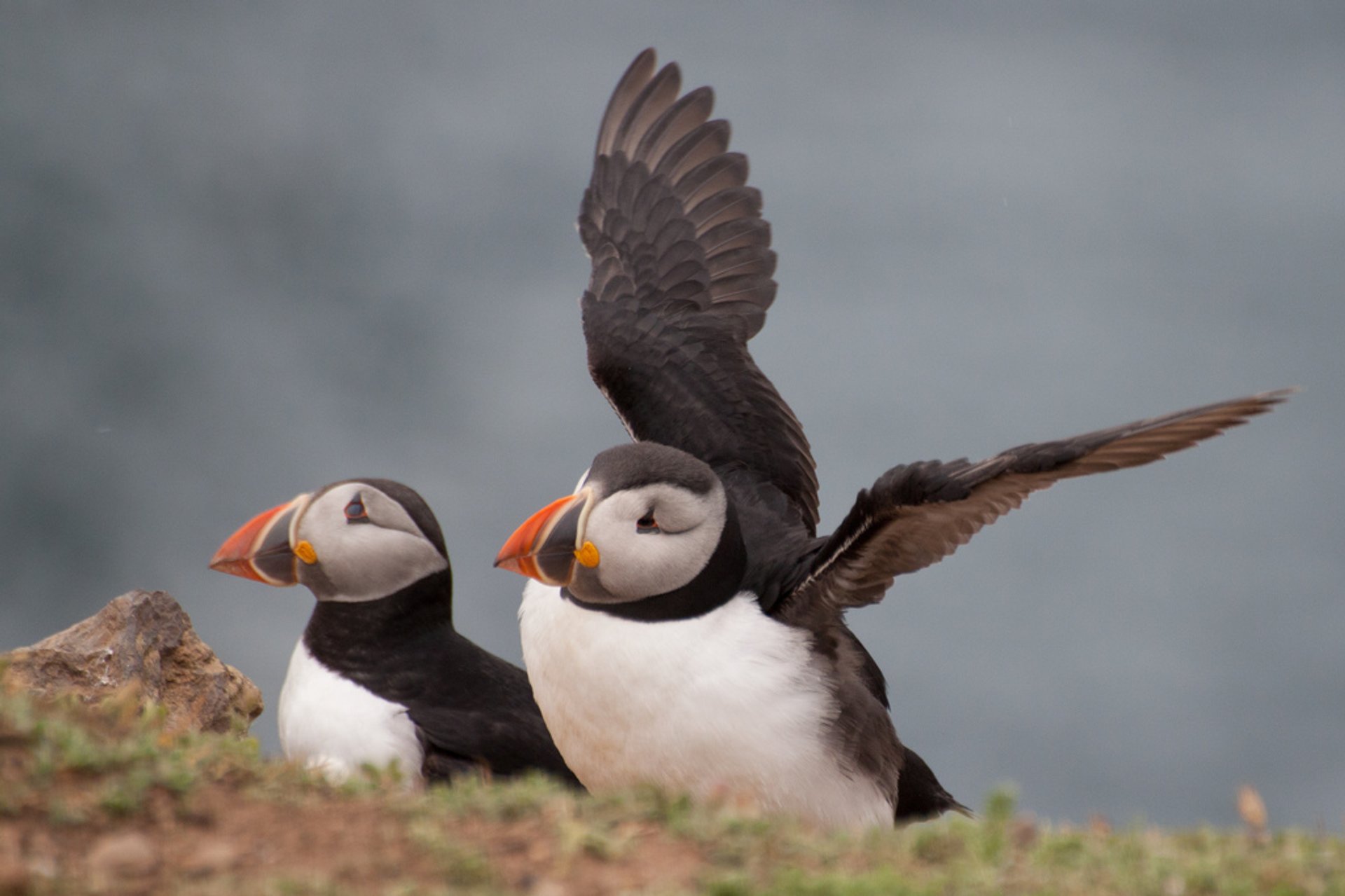 Atlantic Puffins on Skomer