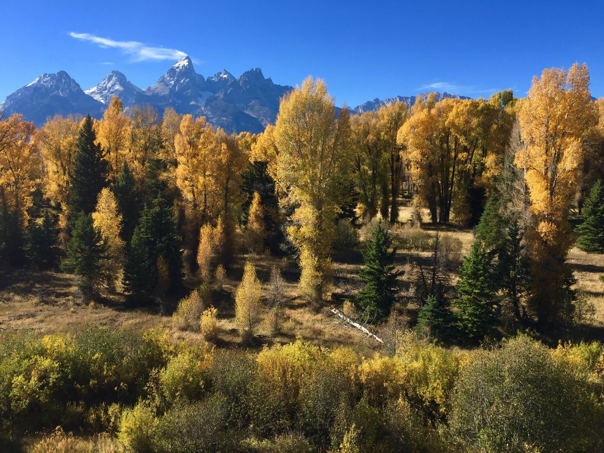Herbstlaub in Wyoming 