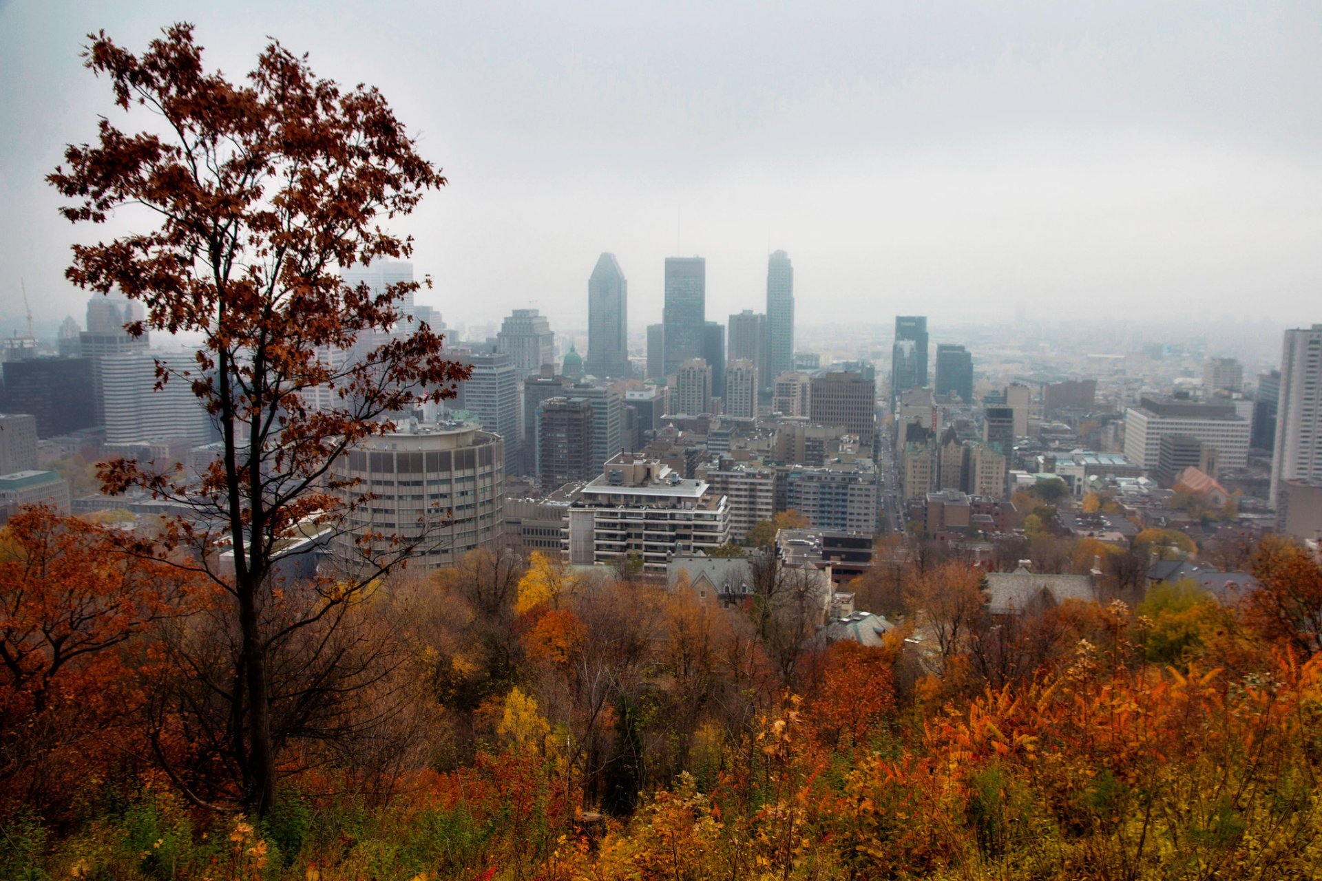 Best Time to See Fall Foliage in Montreal 2024 When to See Rove.me