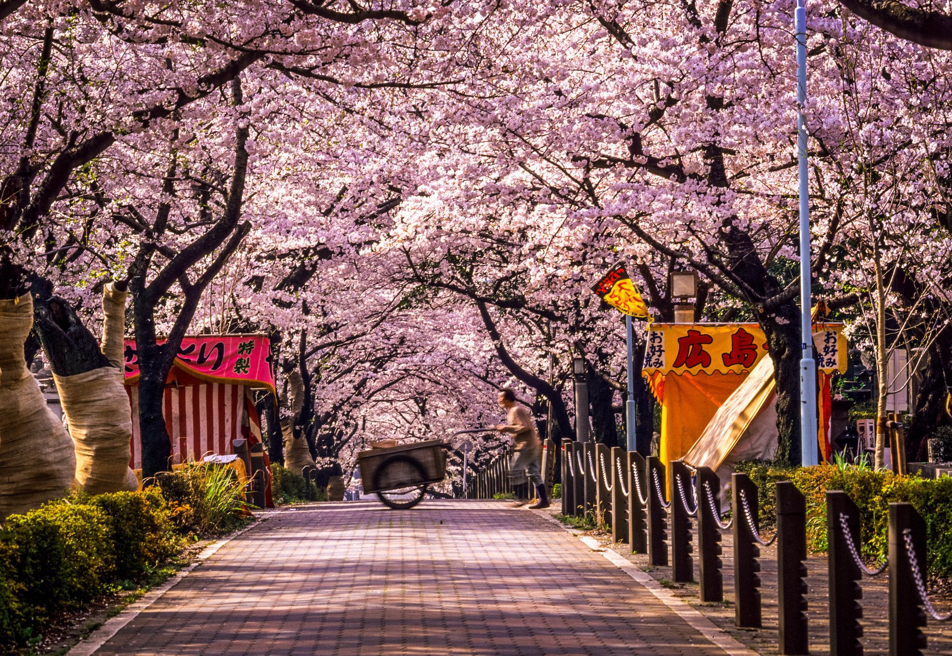 Cerezos en flor en Illinois, 2024