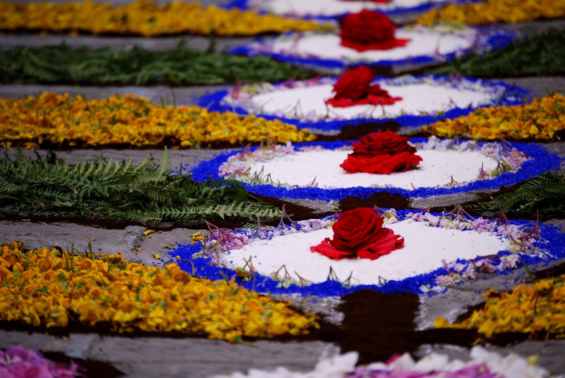 Flower Festival in India – May Flower