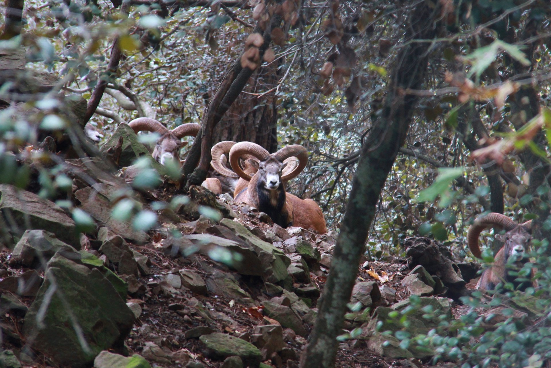 Cipro Mouflon: pecore selvatiche