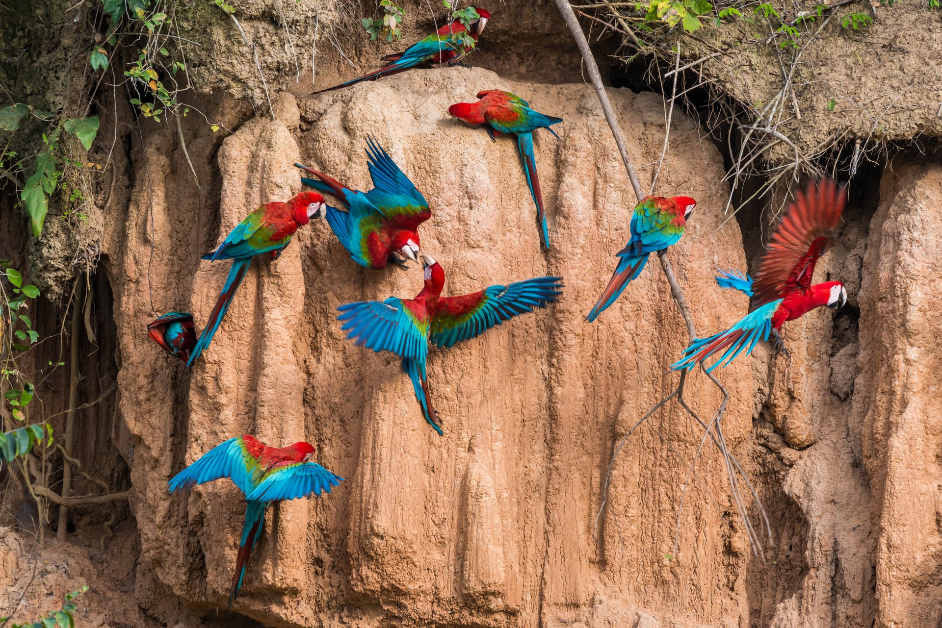 Macaw Clay Lick in Machu Picchu and Cusco 2020 - Best Time