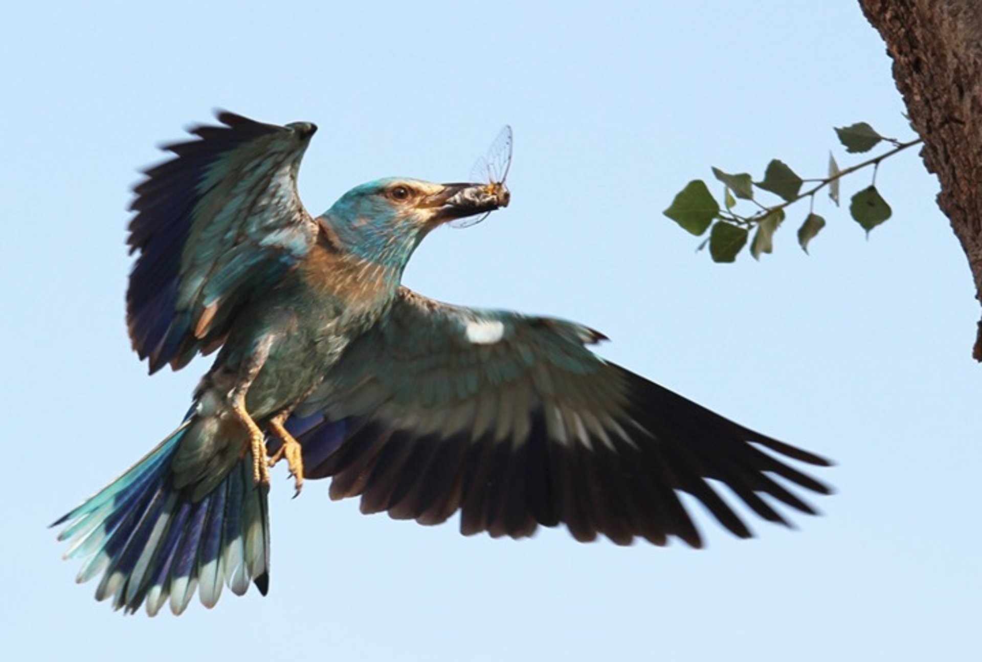 Vogelbeobachtung