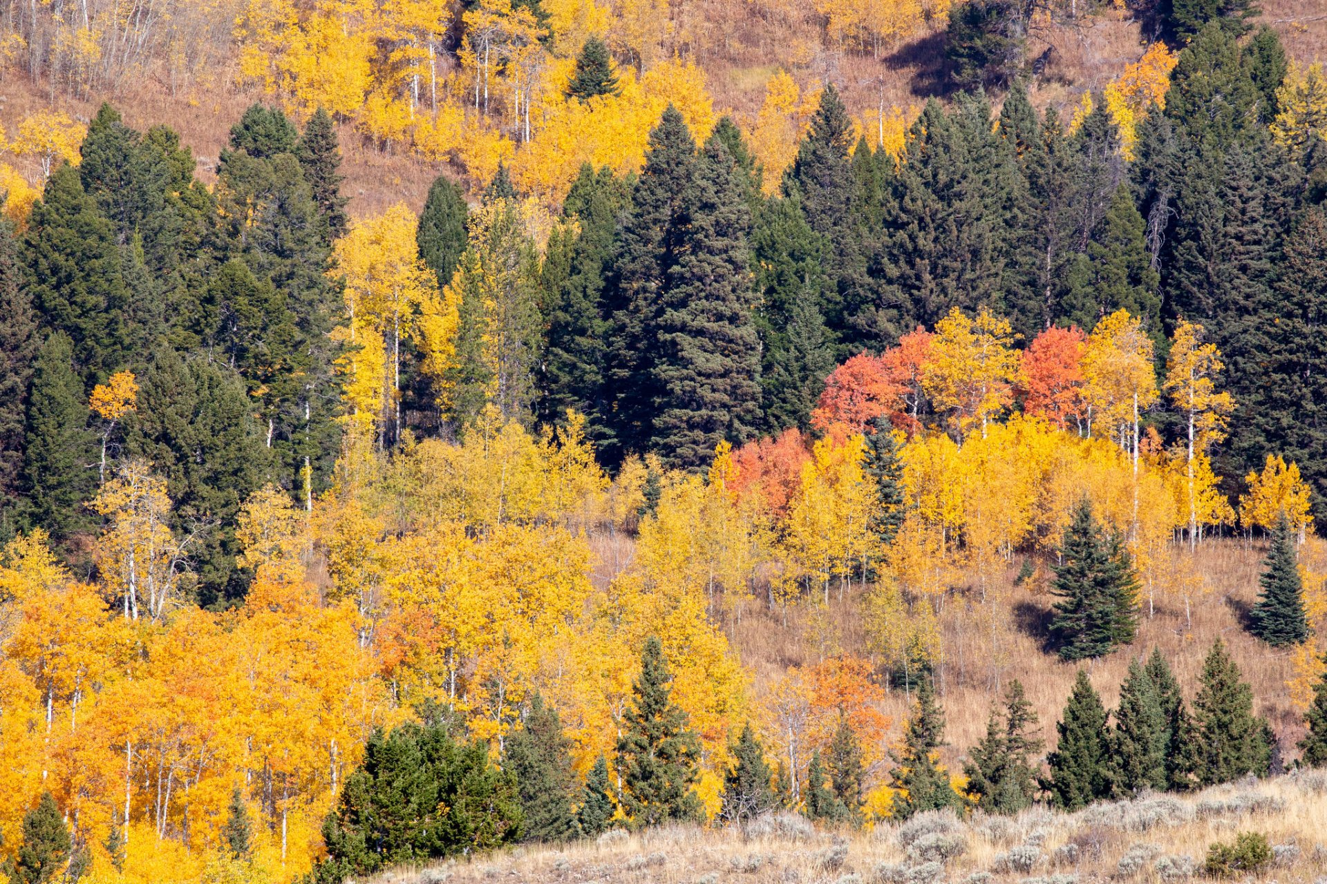 Colores de otoño de Yellowstone