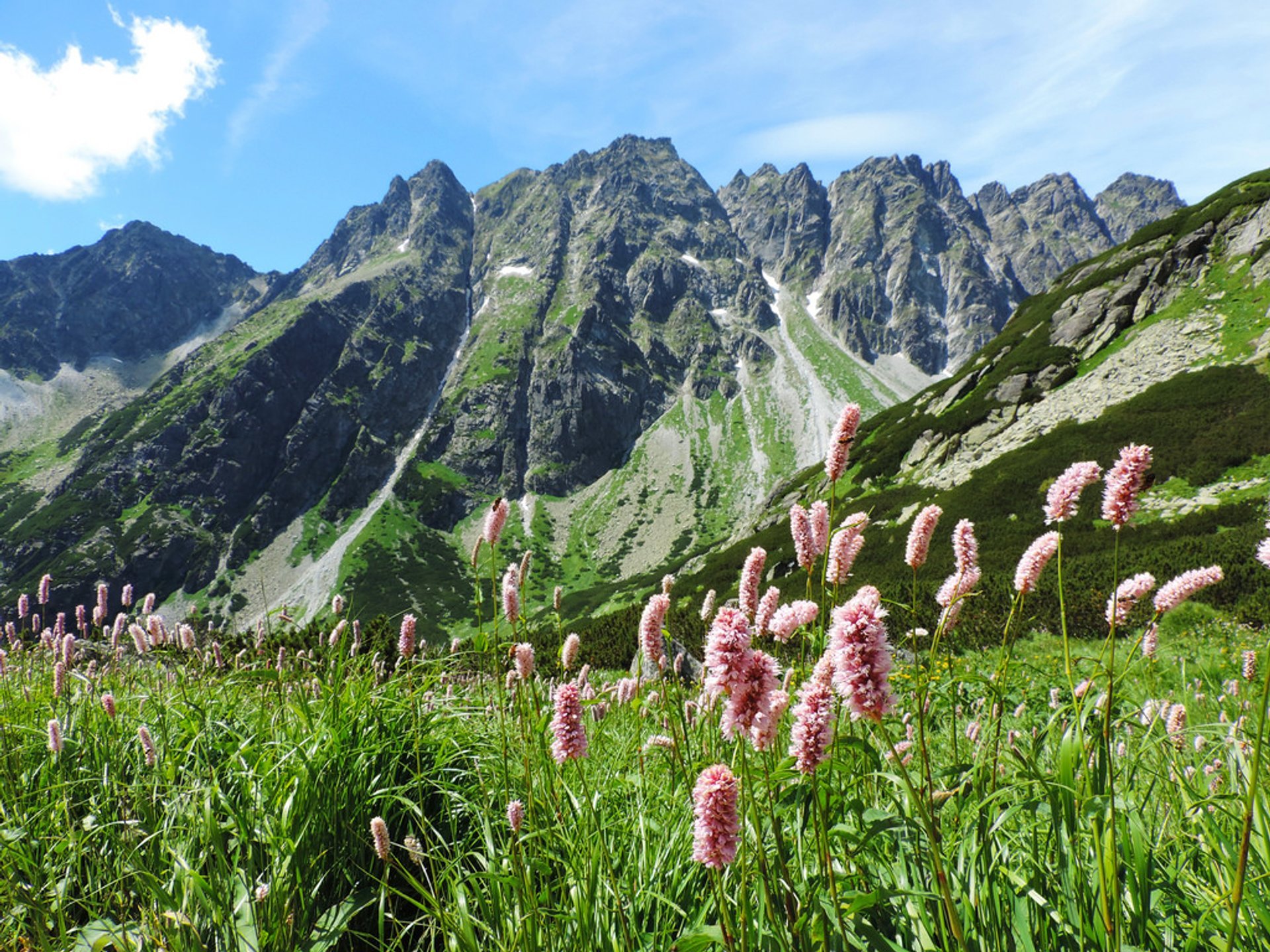 Wildflower Bloom in the High Tatras