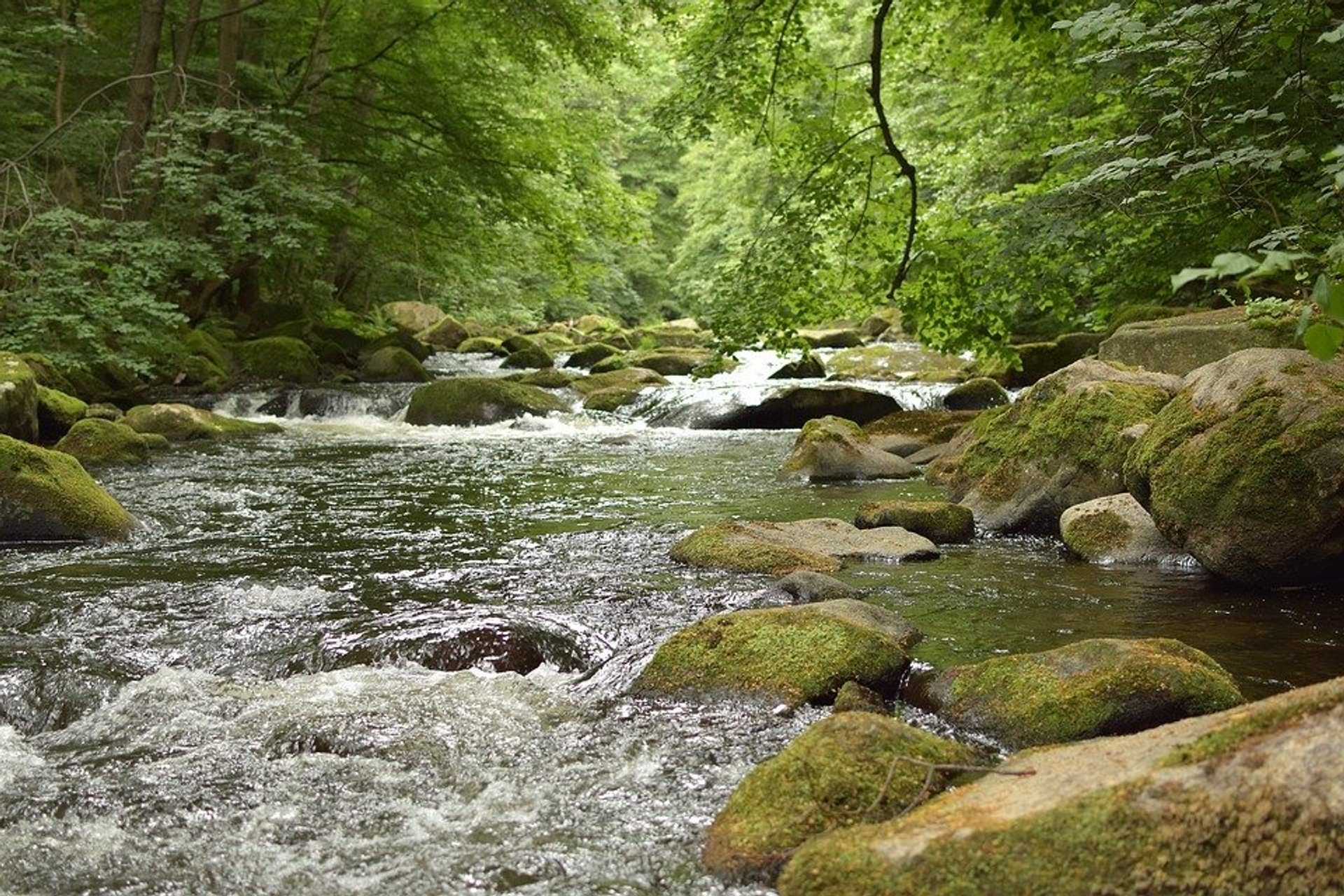 Sendero TransPanamá