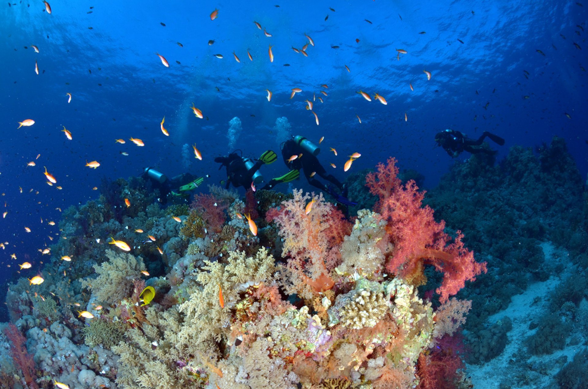 Plongée sous-marine et plongée sous-marine