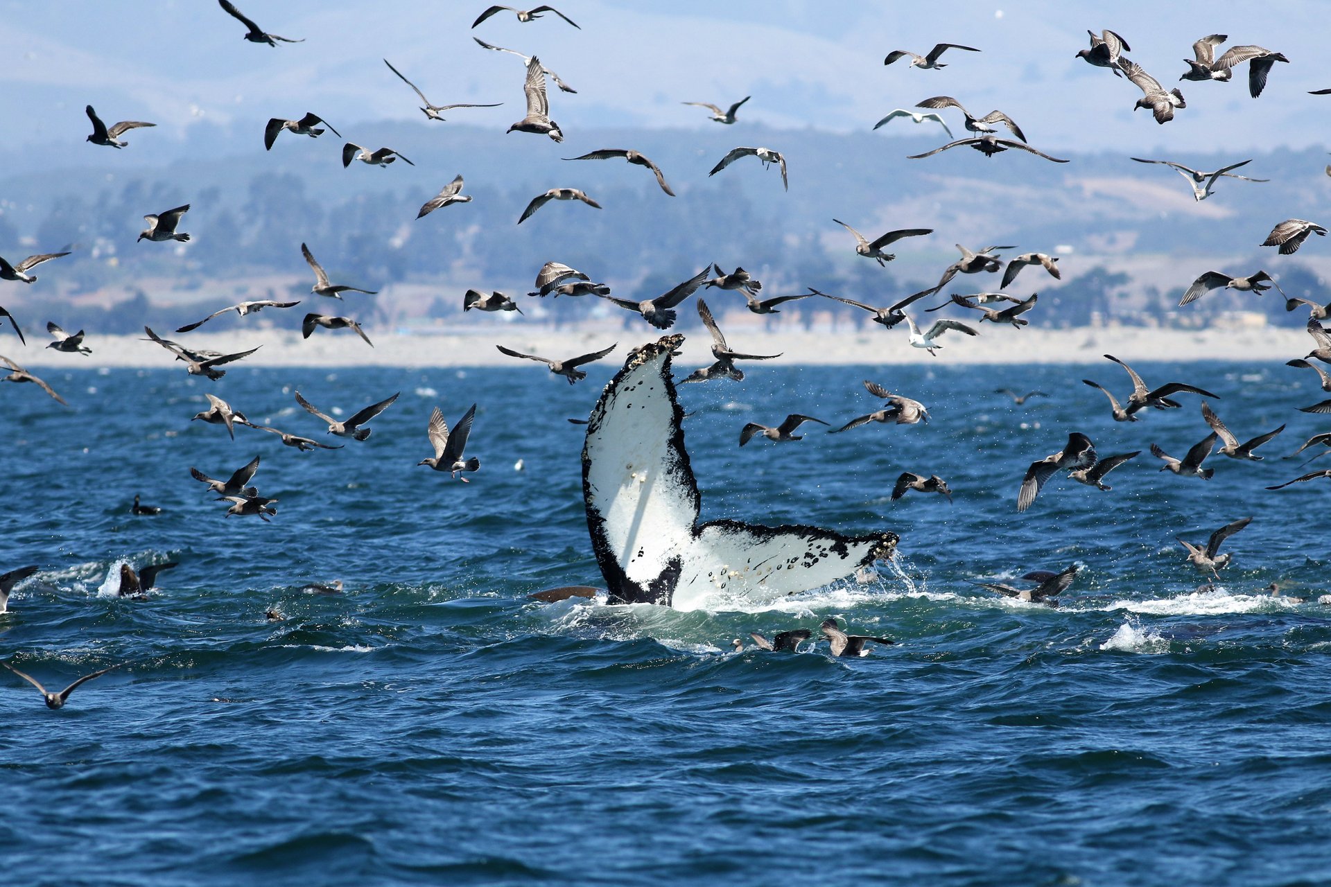 Best Time for Whale Watching in Monterey, CA 2024 Rove.me