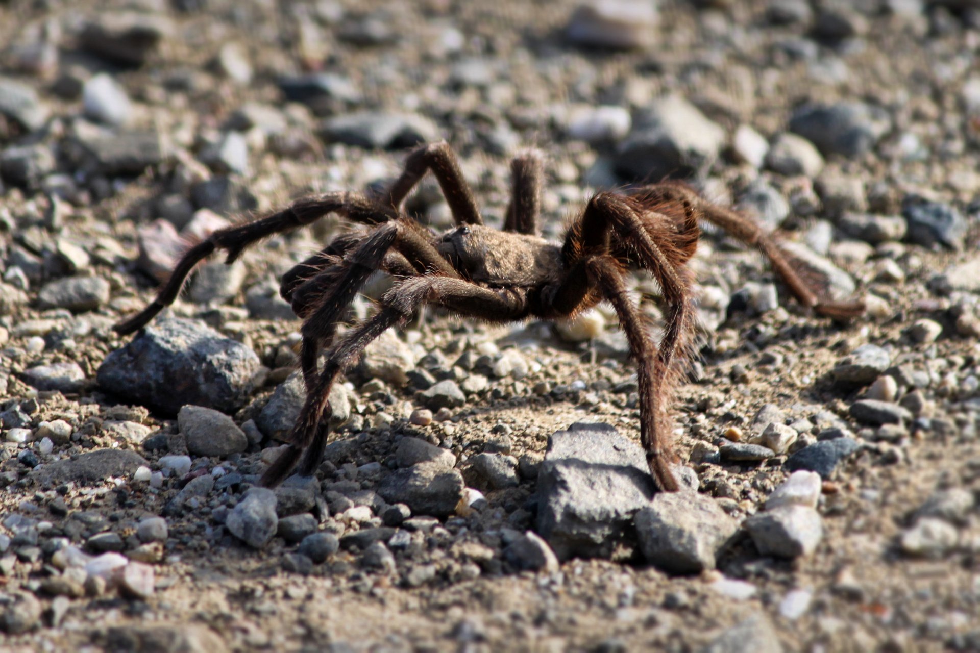 California Tarantula Migration 