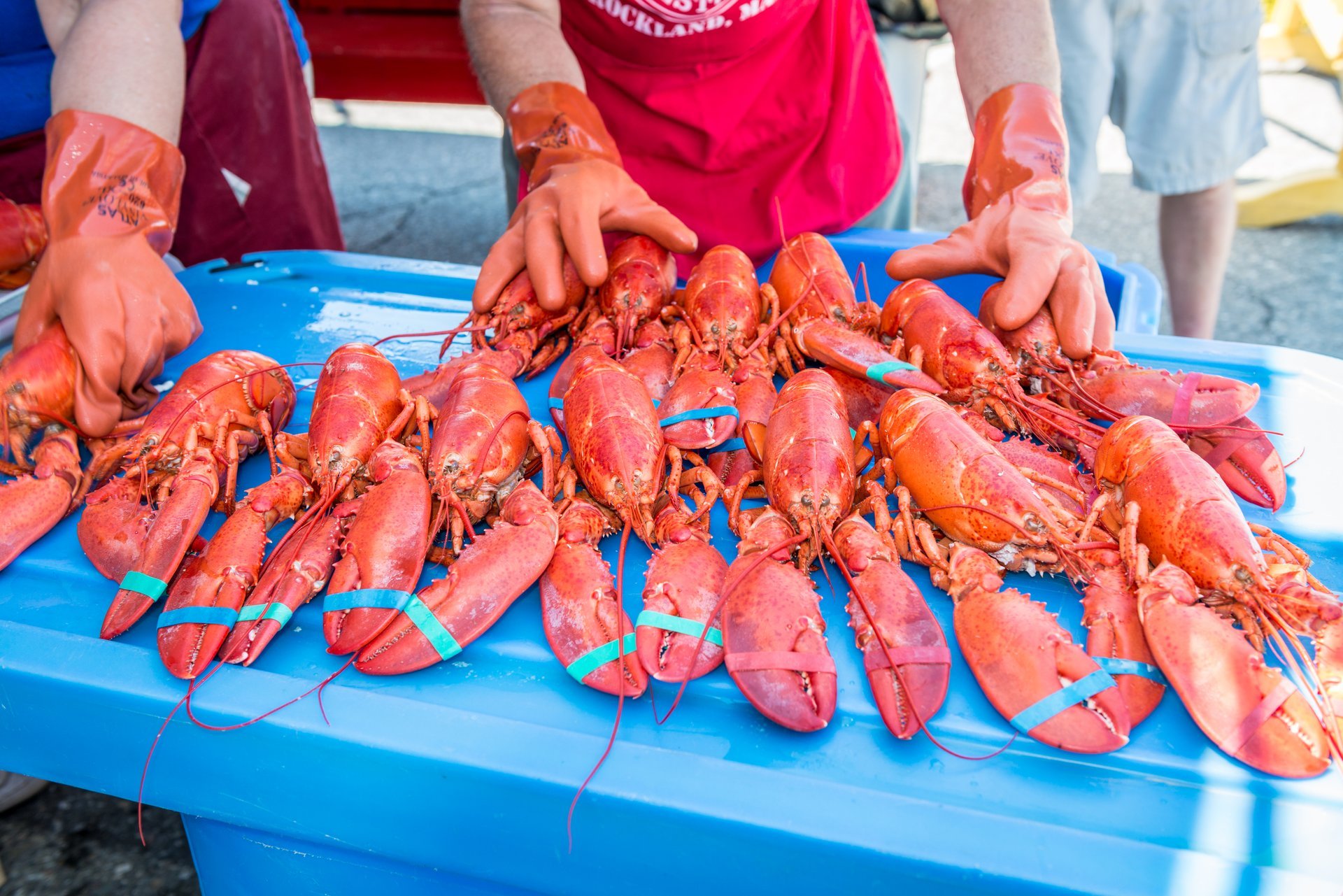 Festival du homard du Maine