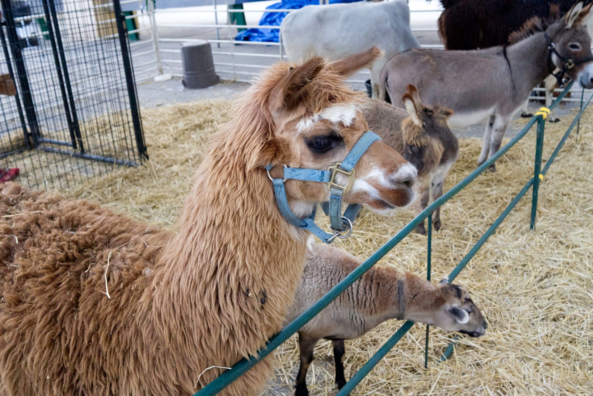 Festival di raccolta della fiera statale del Wisconsin