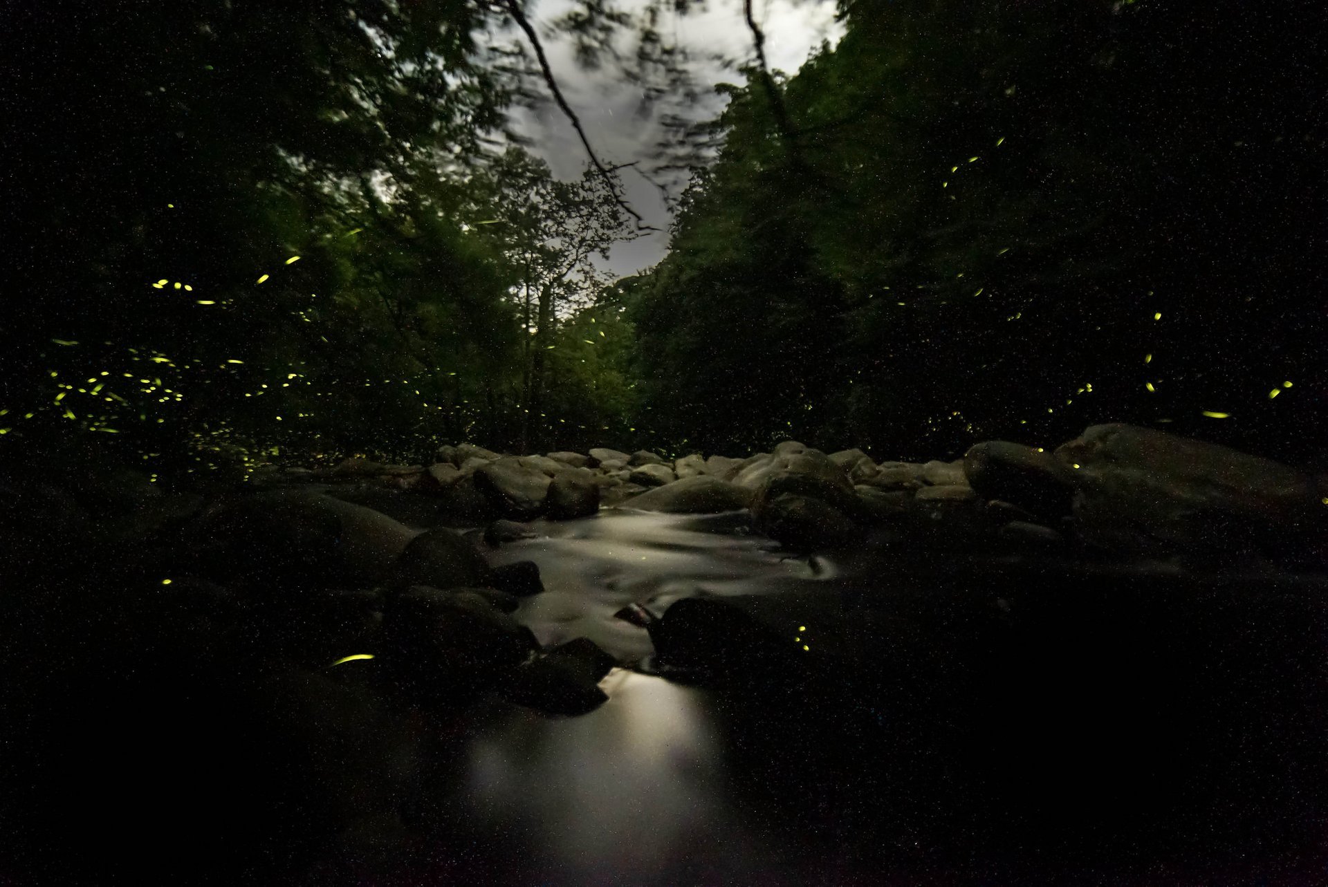 Synchronous Fireflies