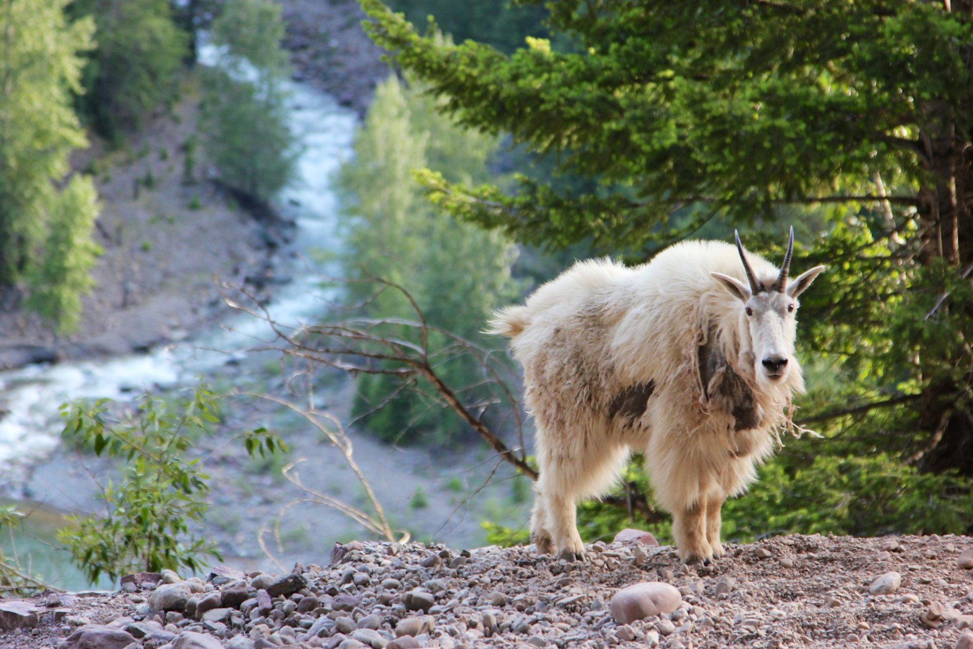 Cabras blancas