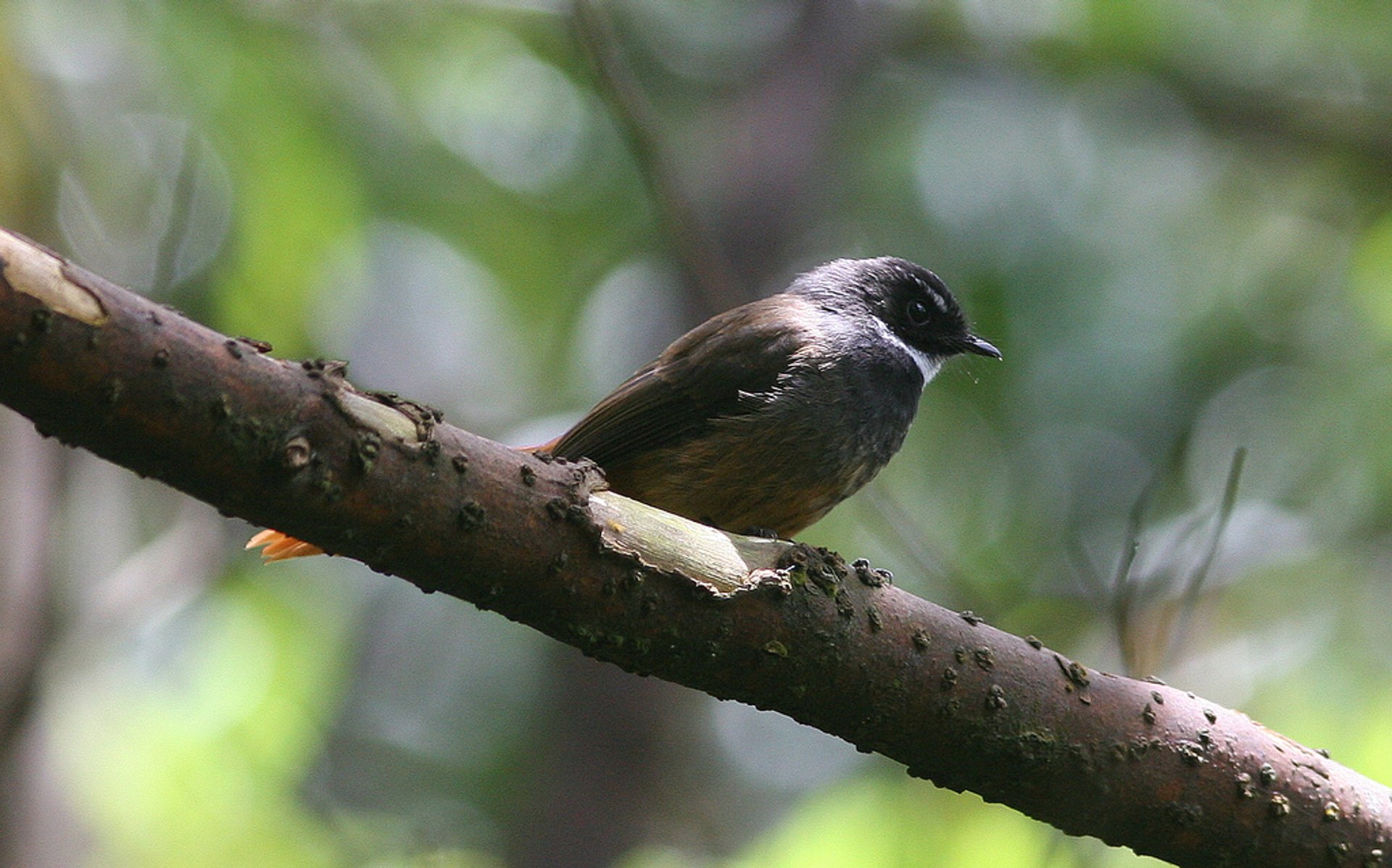 Observação de aves