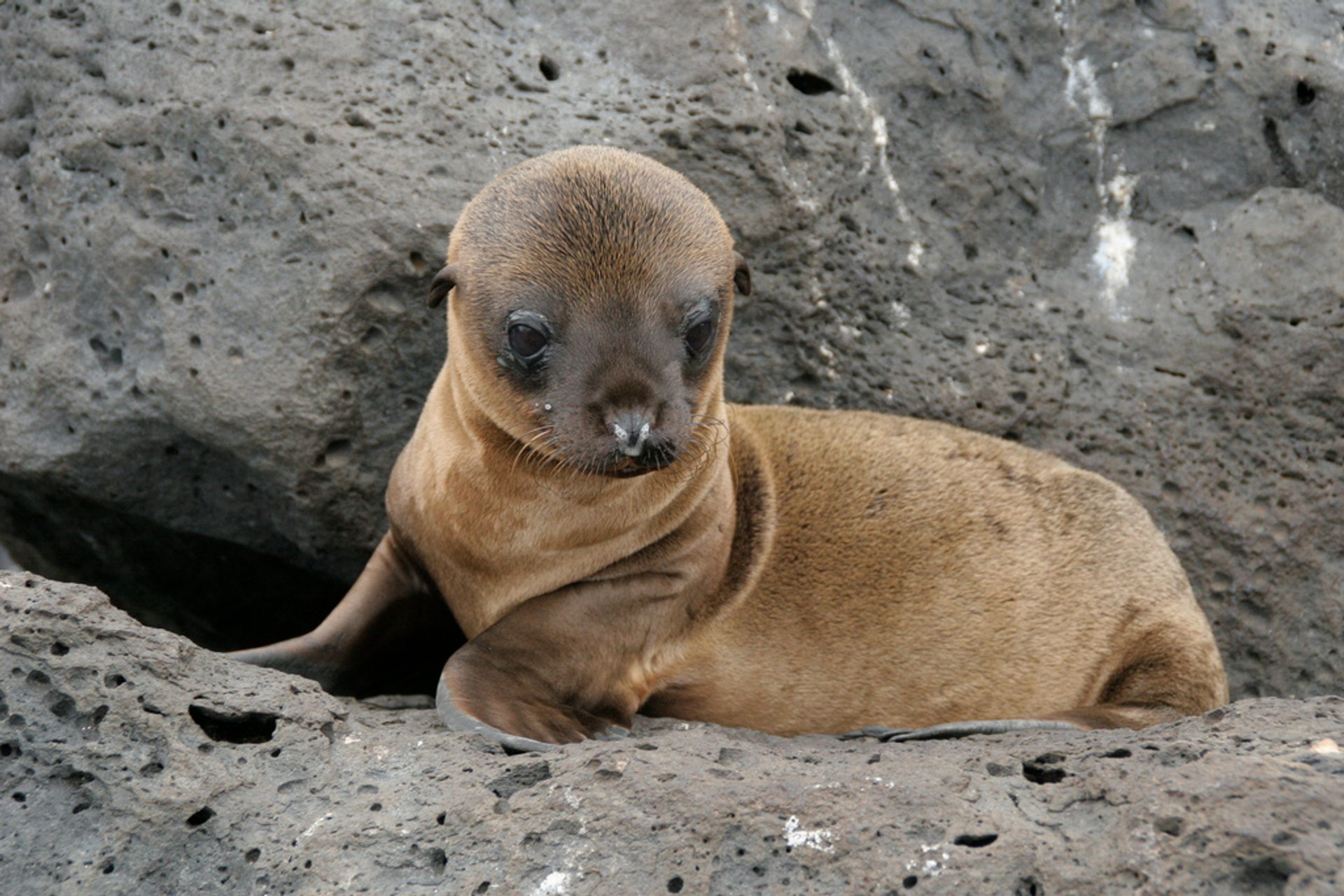 Leones marinos bebés en Islas Galápagos, 2023