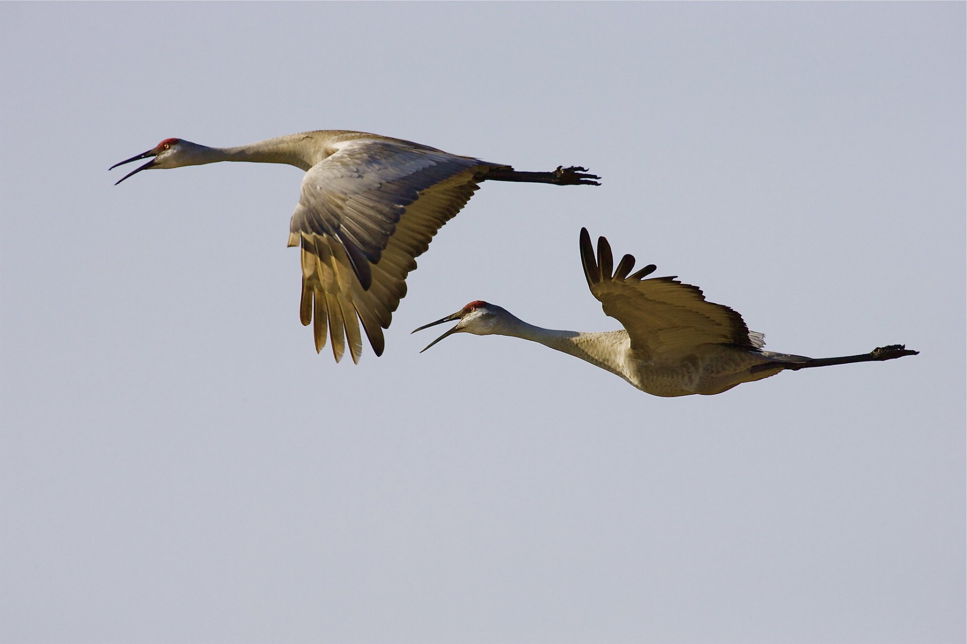 Sandhill Crane Migration in Wisconsin 2025 - Rove.me