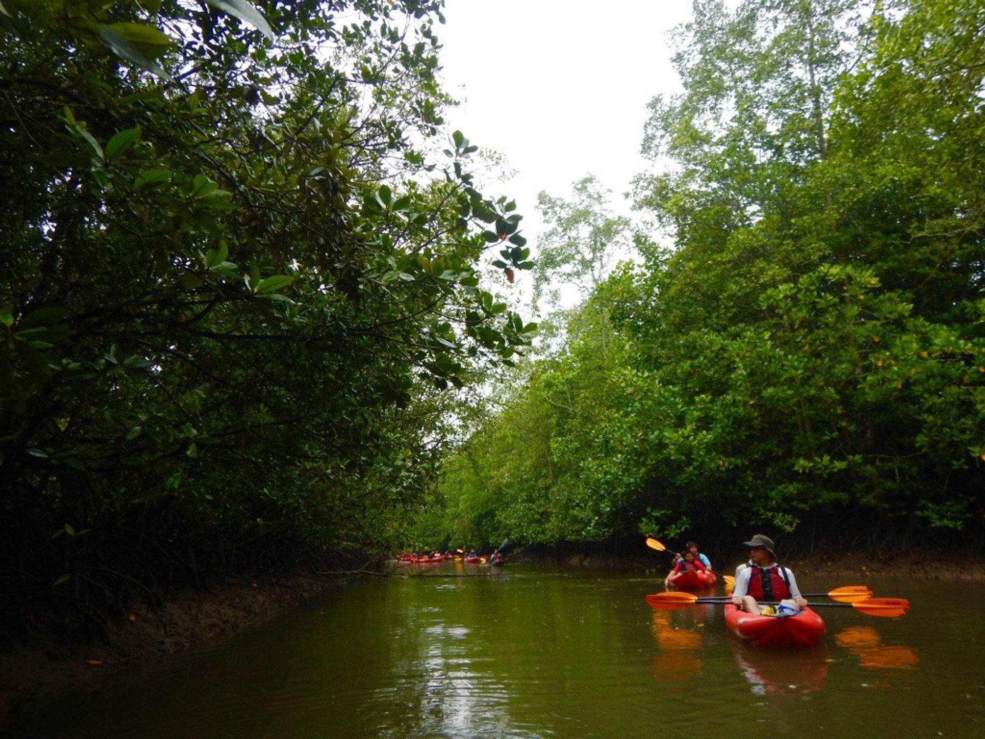 Kayak através de uma floresta de manguezais