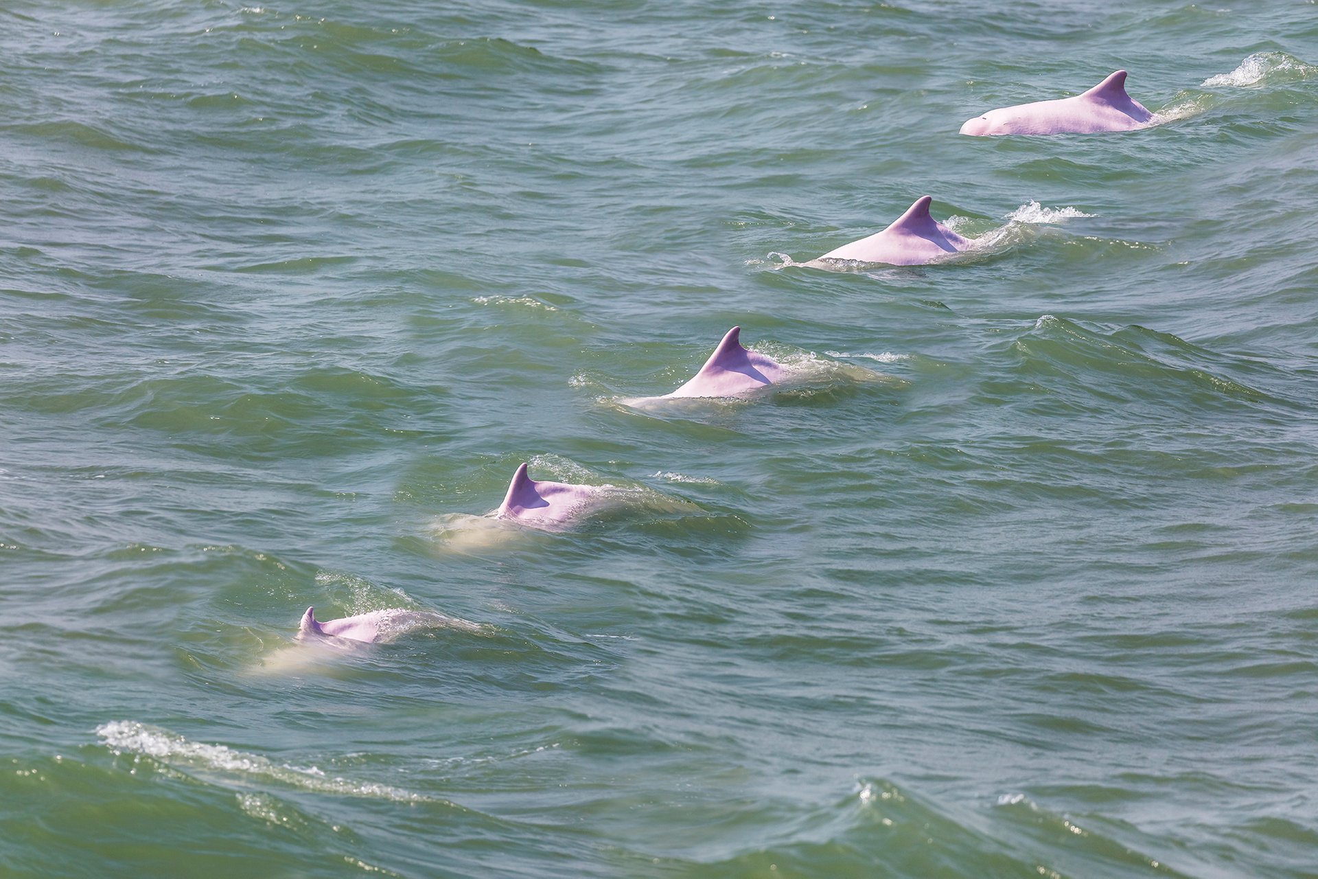 Observação de golfinhos cor de rosa