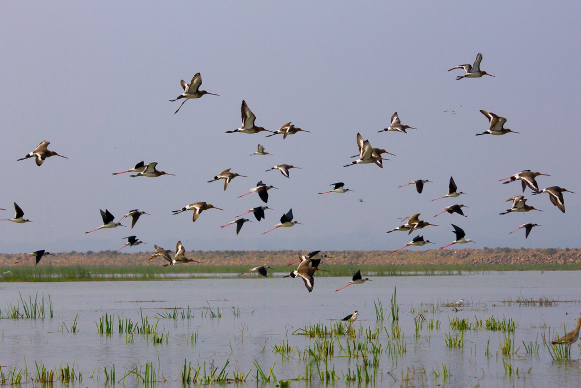 Observación de aves o ornitología