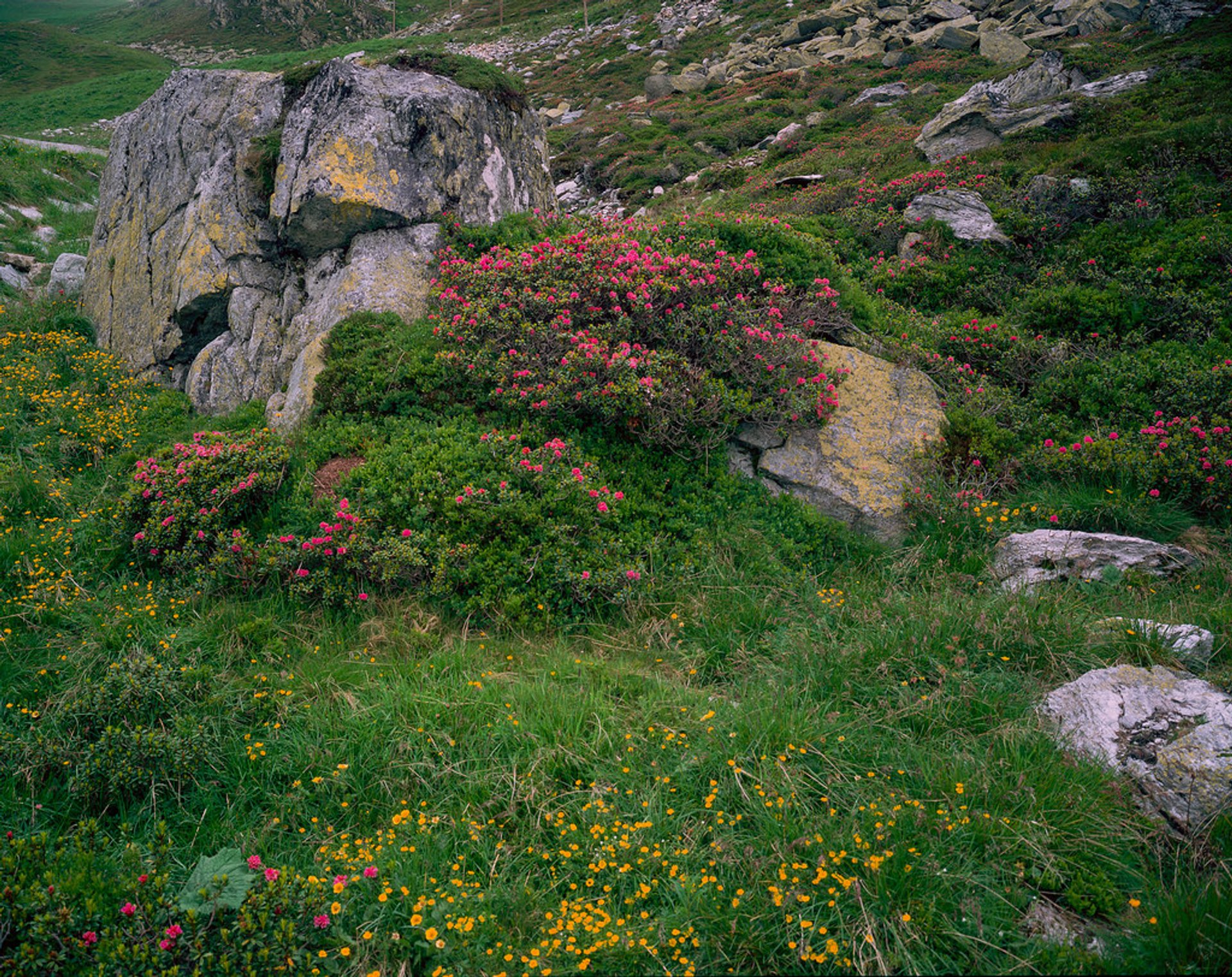 Jardim de Flores Alpinas Kitzbüheler Horn