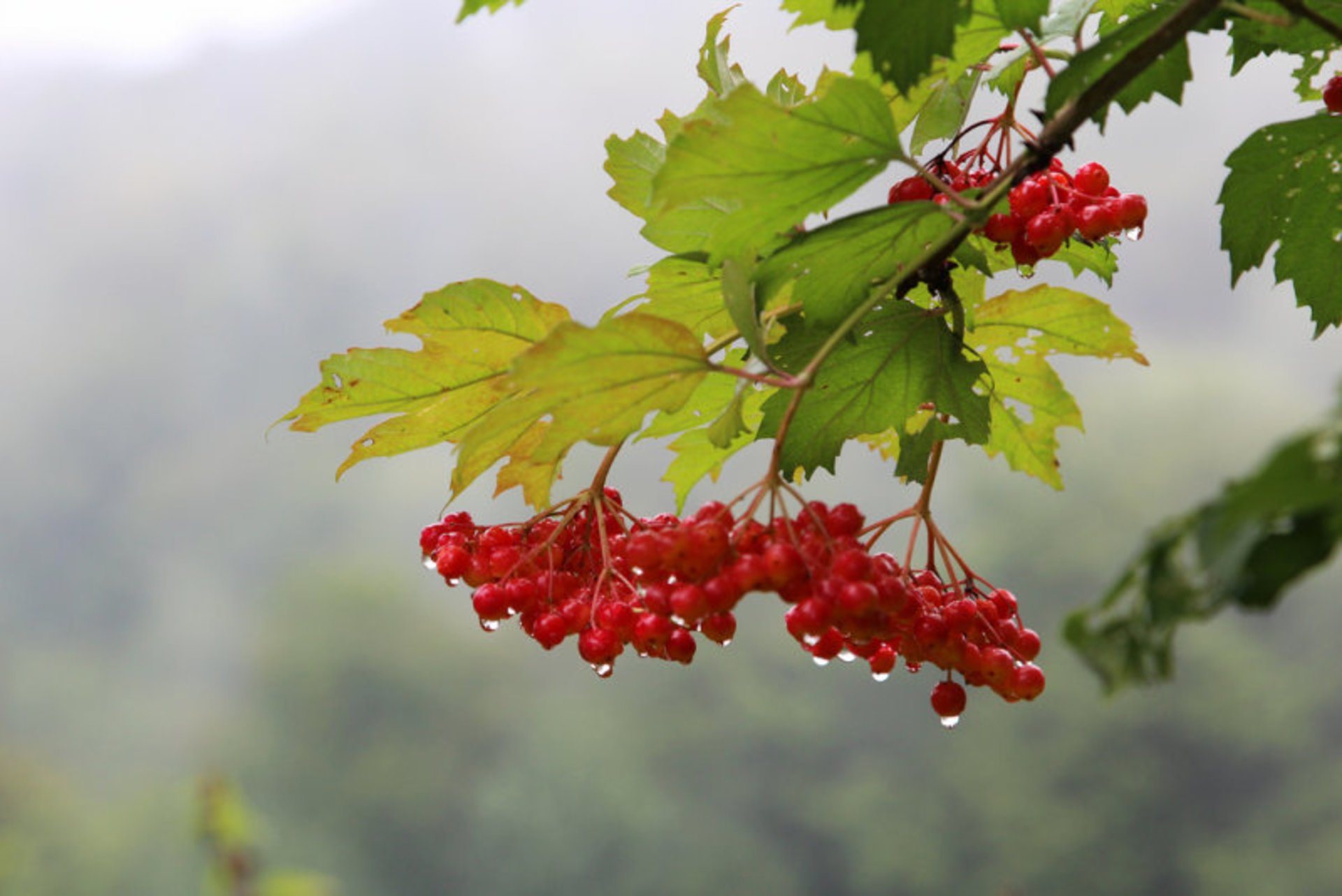 Kalyna (Viburnum)