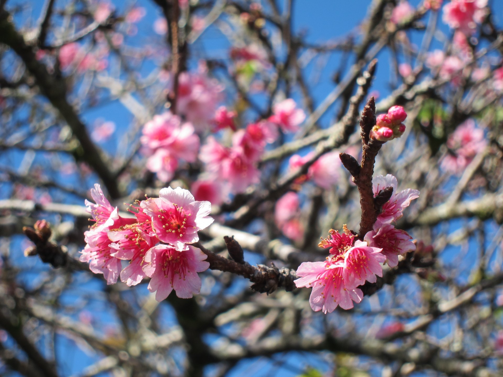 Cerezos en flor