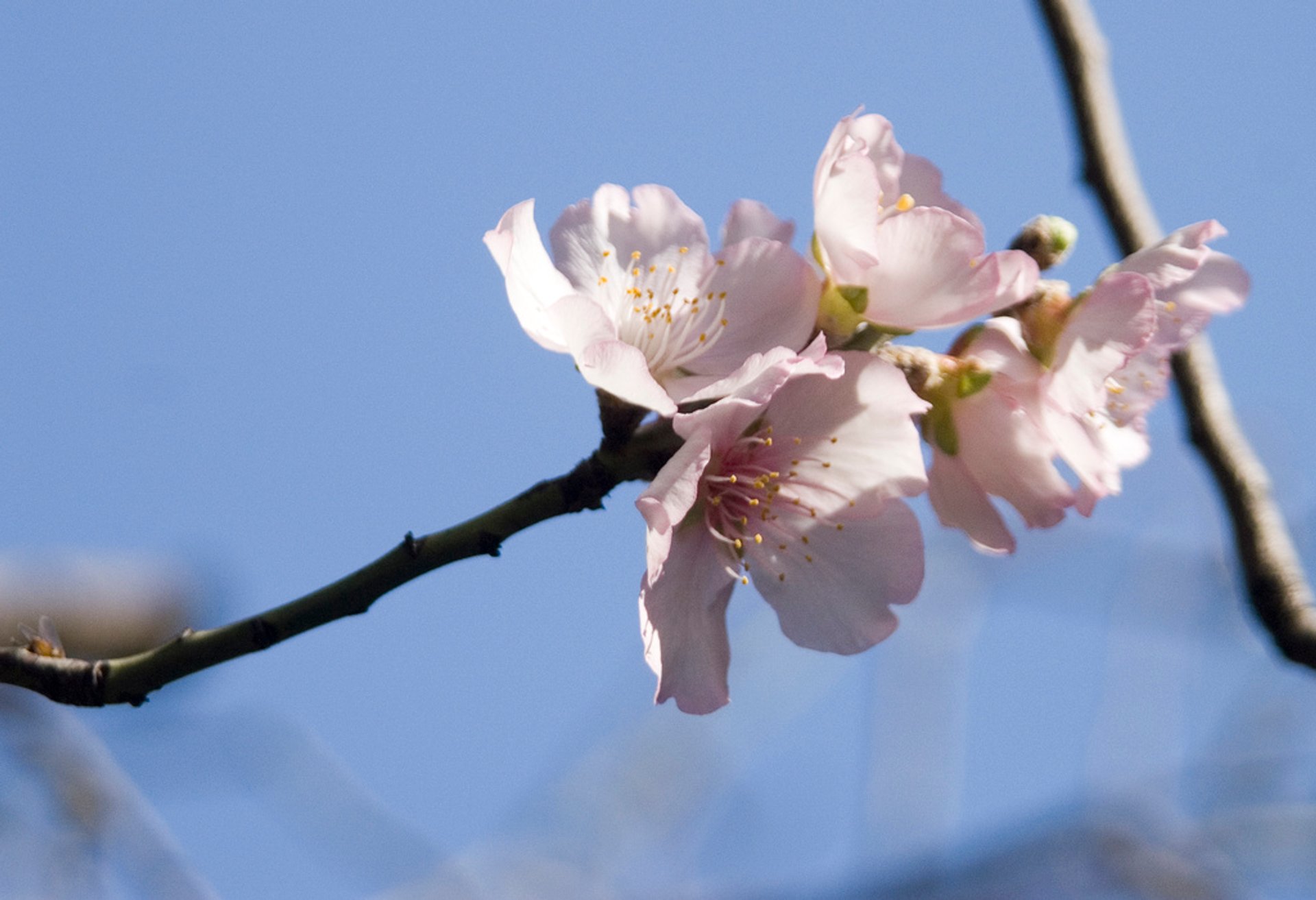 6. Almond Acrylic Nails with Spring Cherry Blossom Design - wide 2