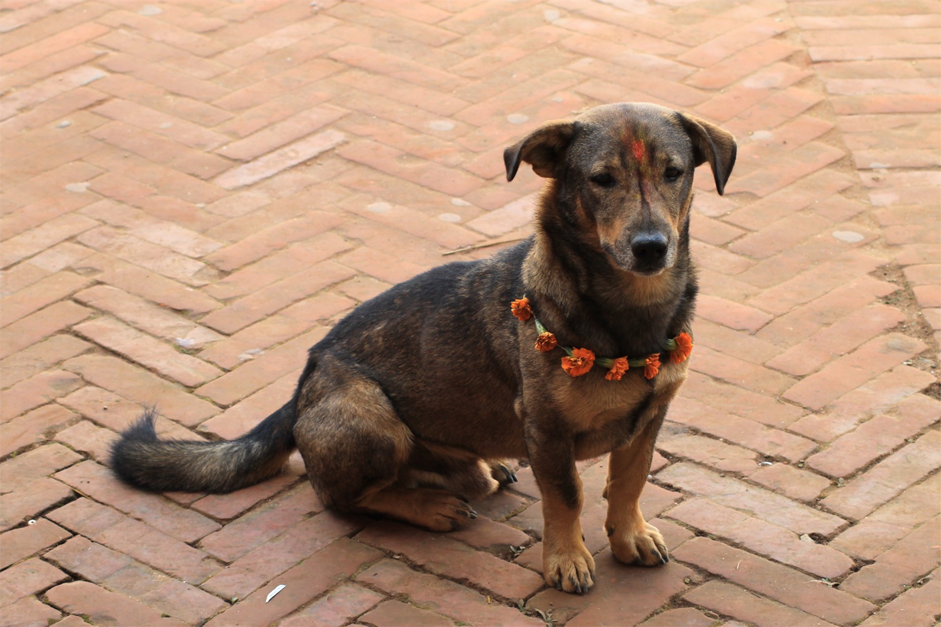 Kukur Tihar, Festival del Cane del Nepal