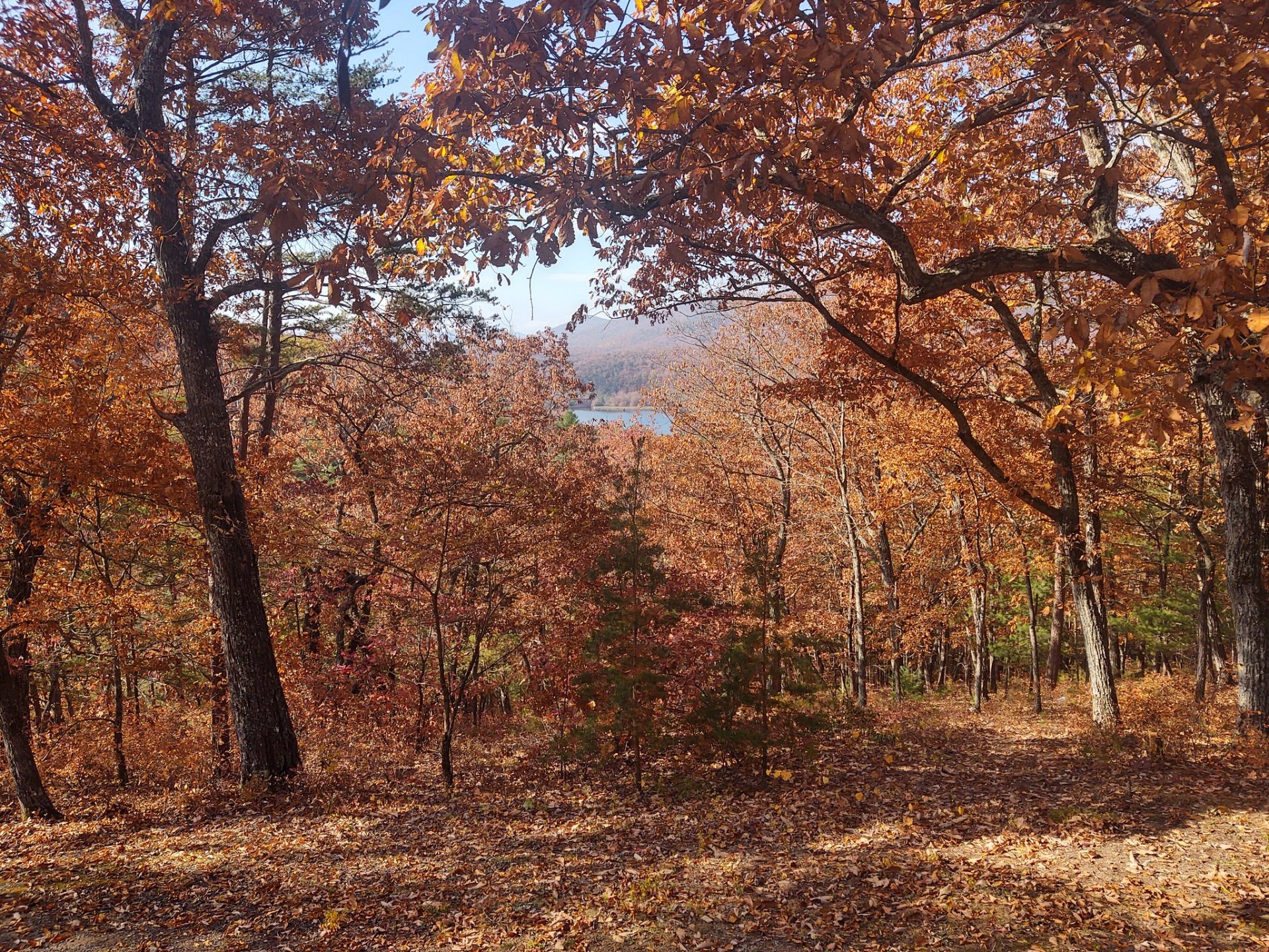 Follaje de otoño en Alabama