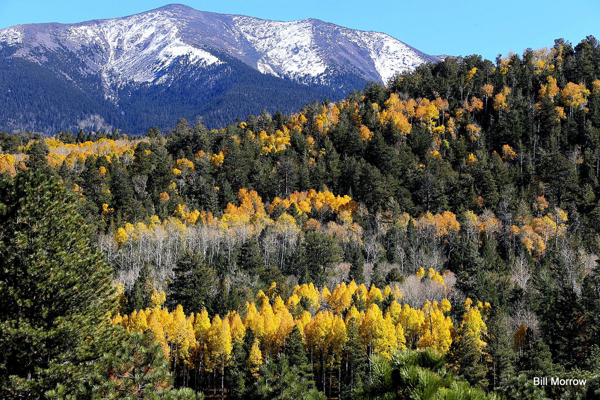 Cores de outono de Flagstaff