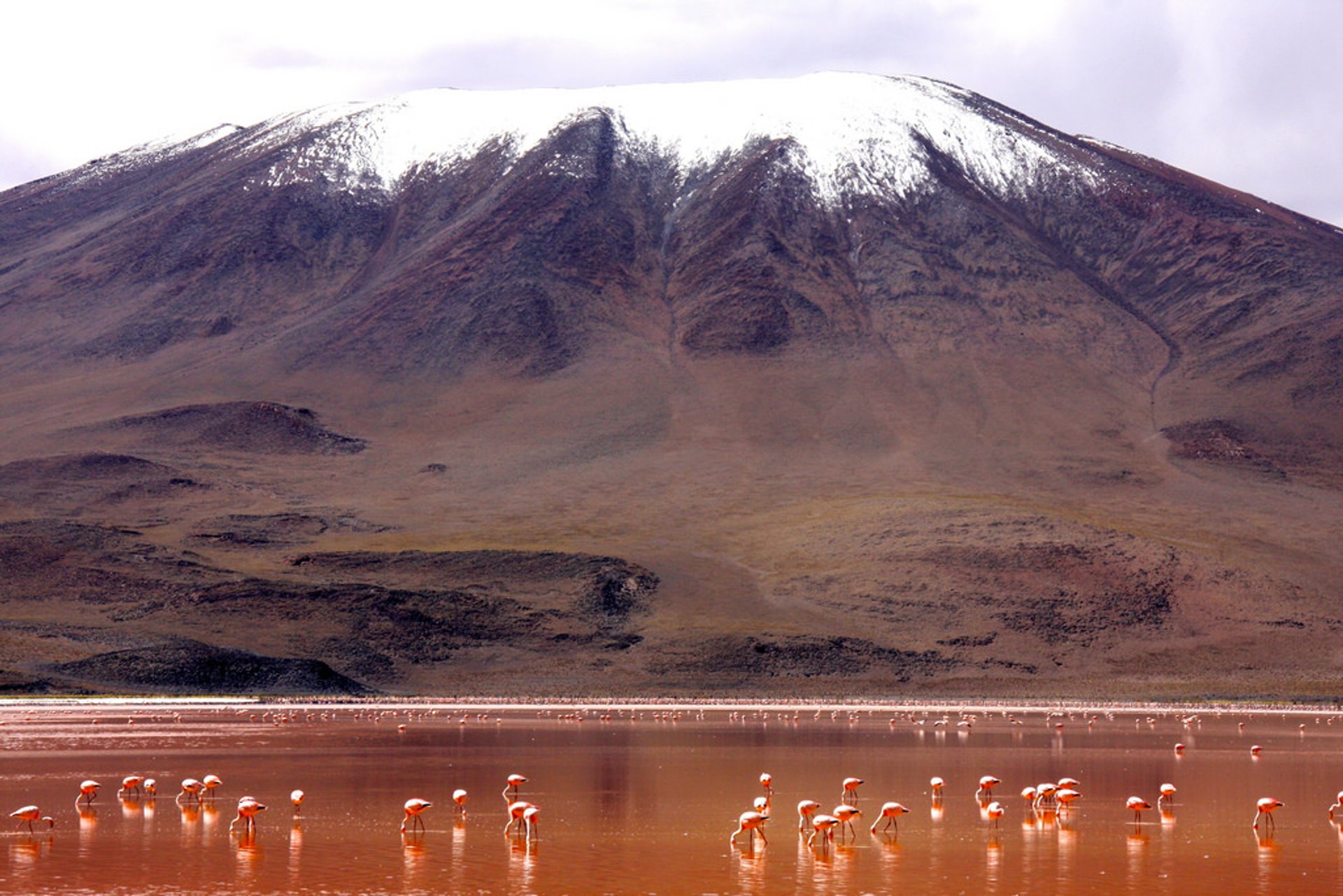 Flamants roses