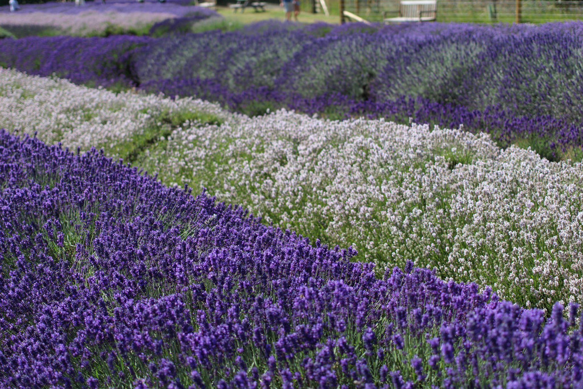 Campos de lavanda