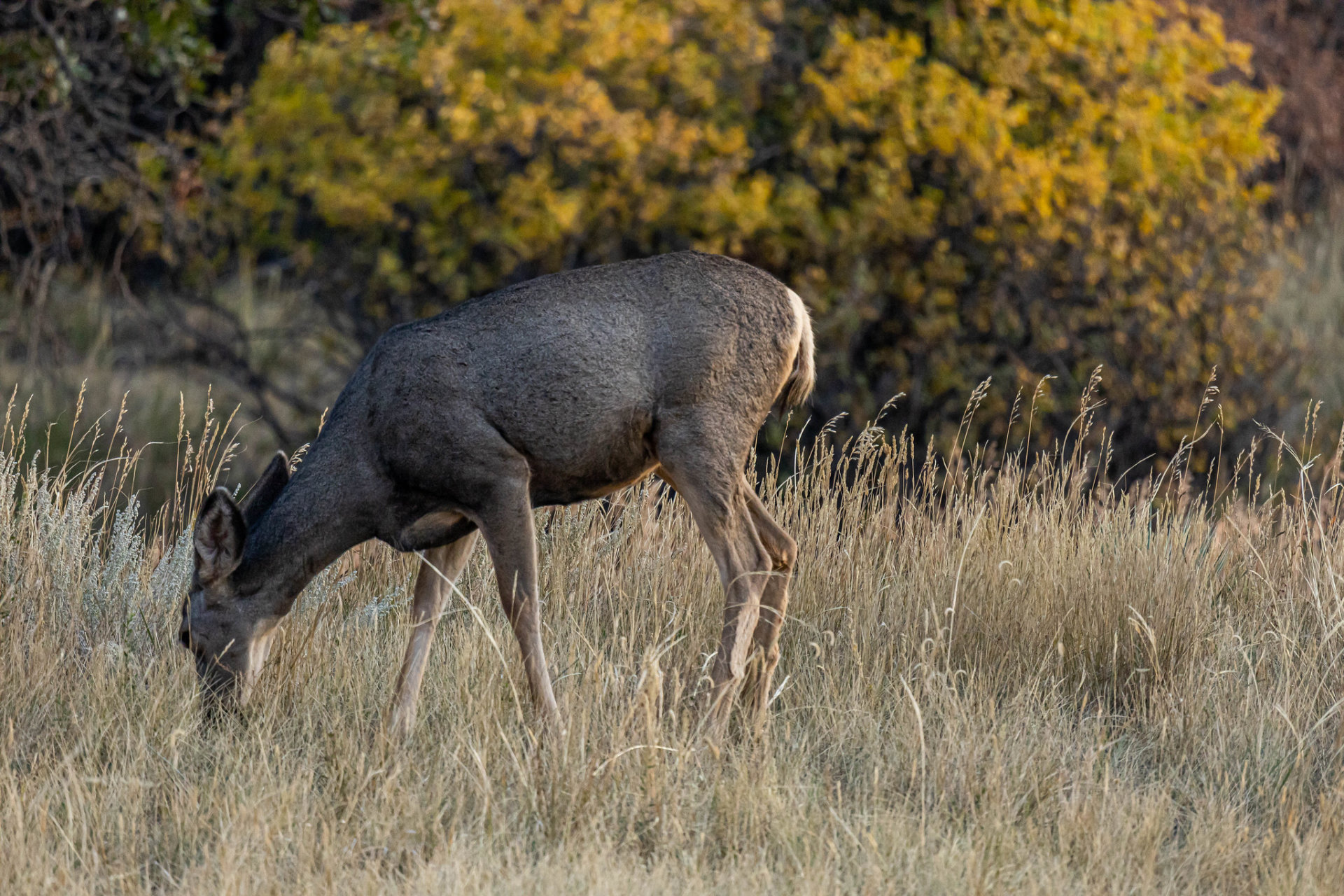 Herbstlaub in Colorado Springs