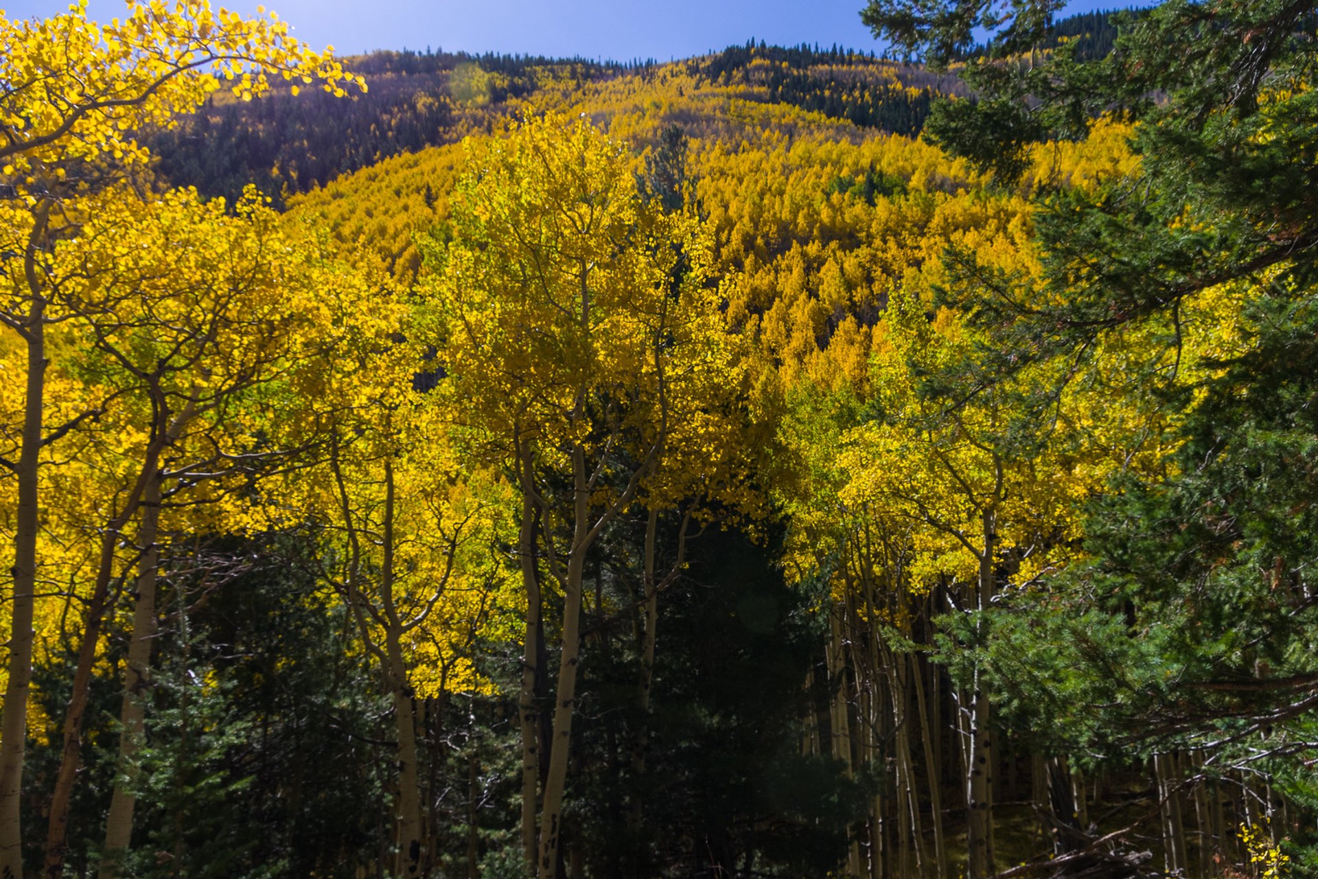 Herbstlaub in Arizona