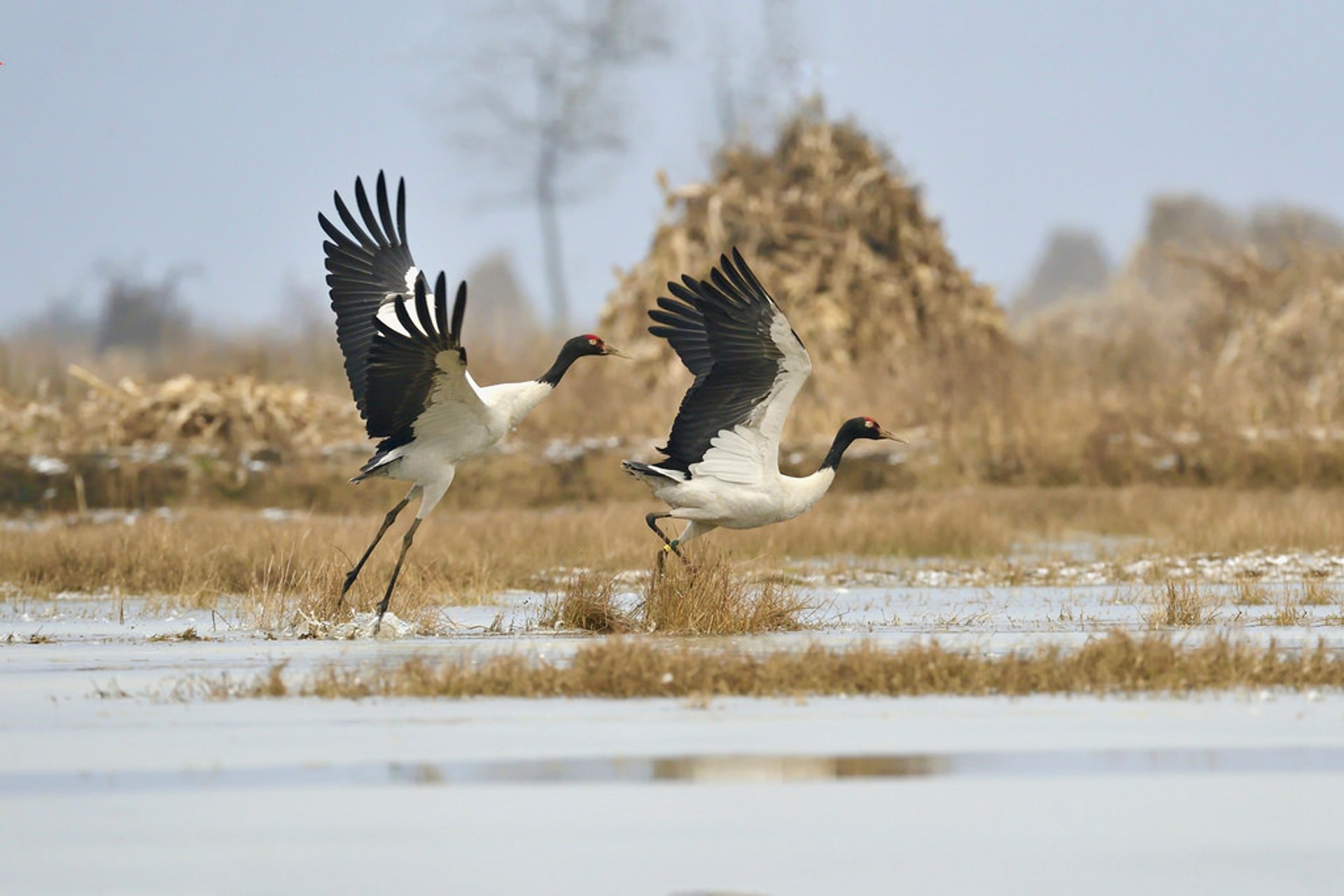 Black-Necked Cranes