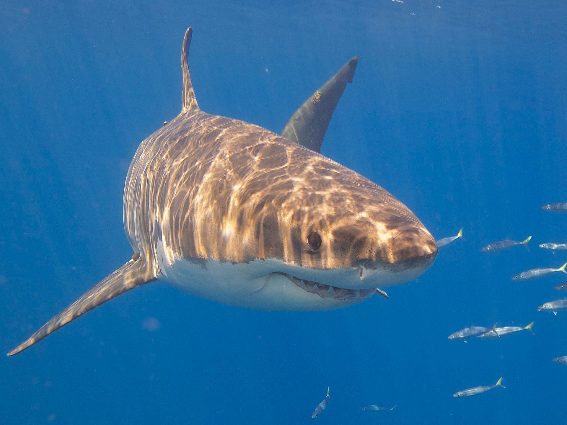 Grandes tiburones blancos