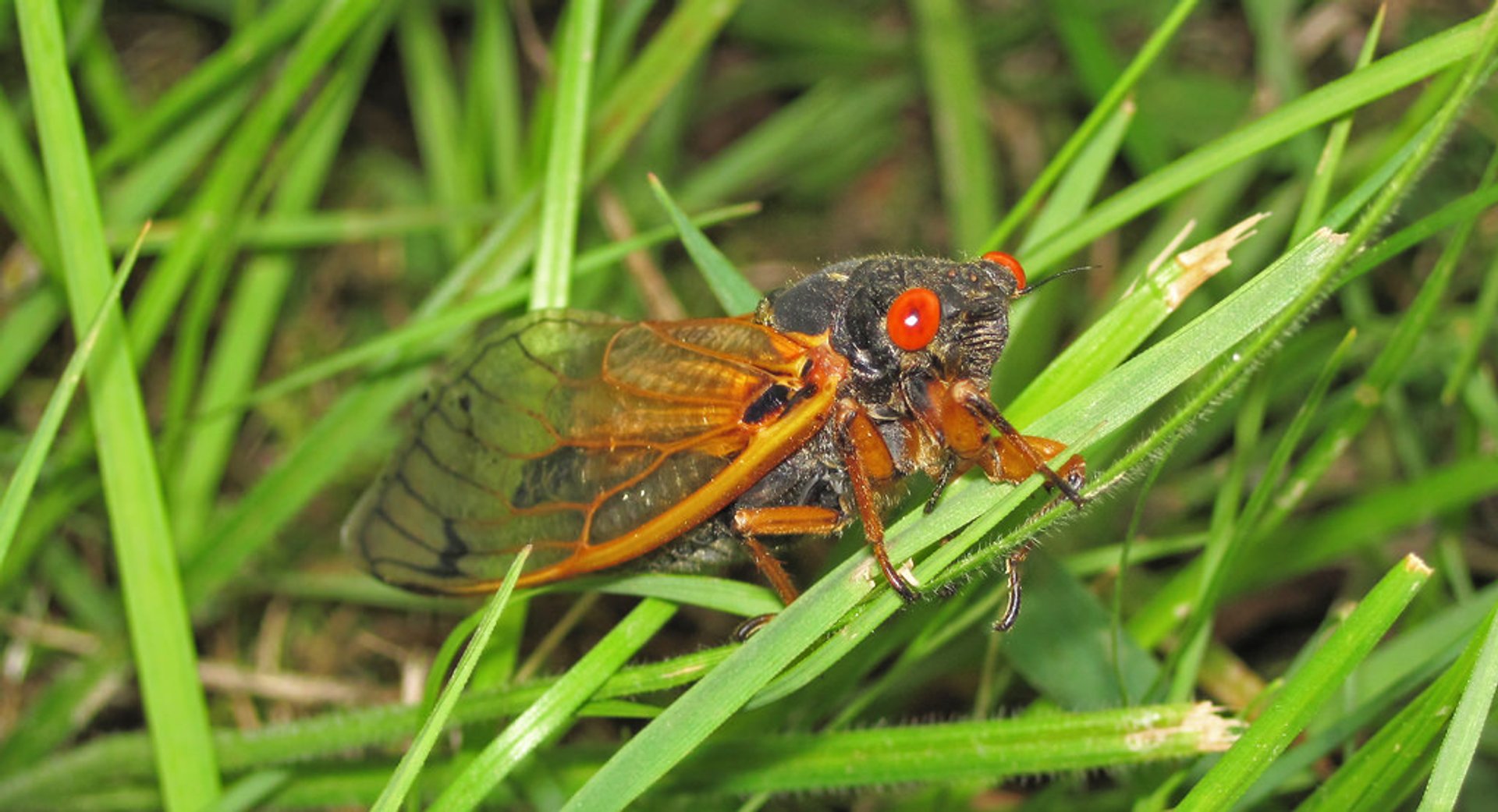 Cicada Mania