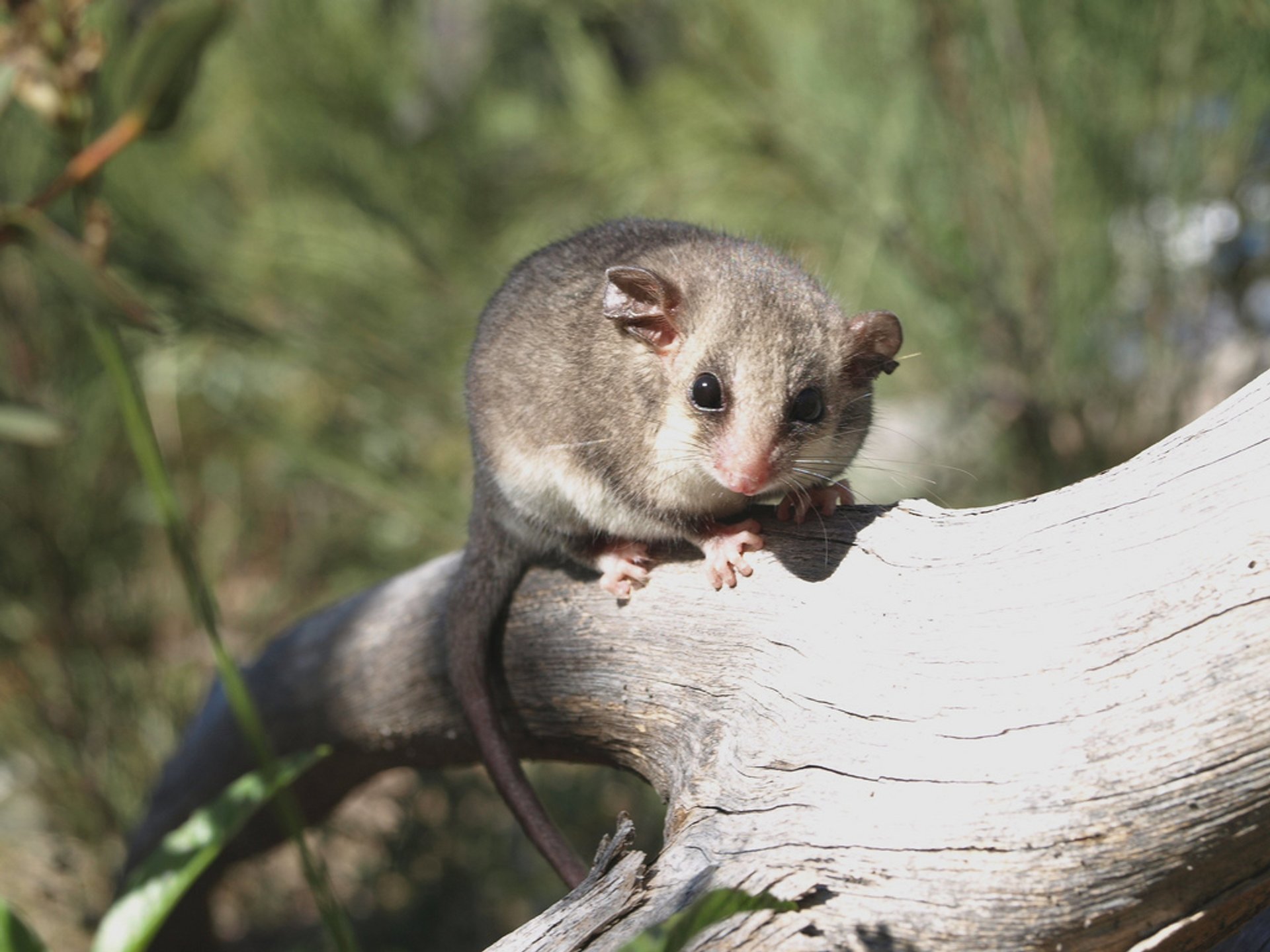 Montaña pigmeo Possum