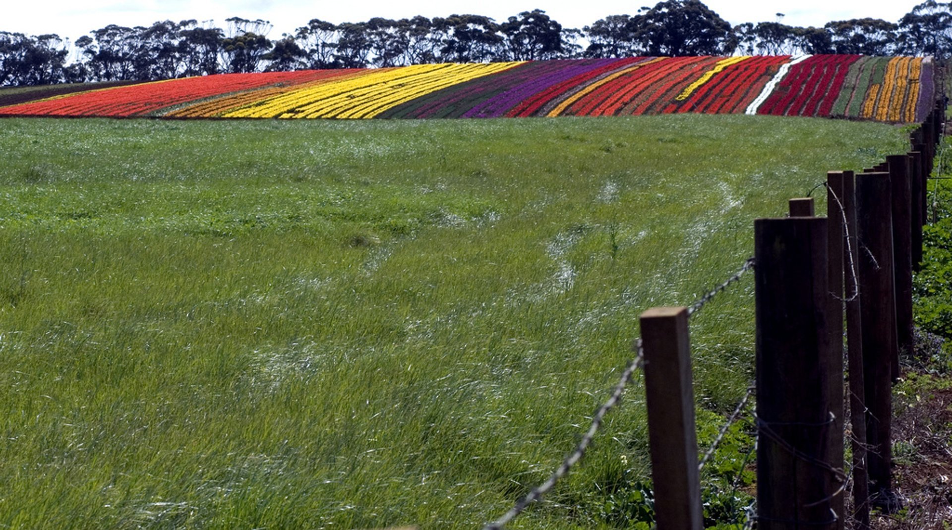 Tulipes en fleurs