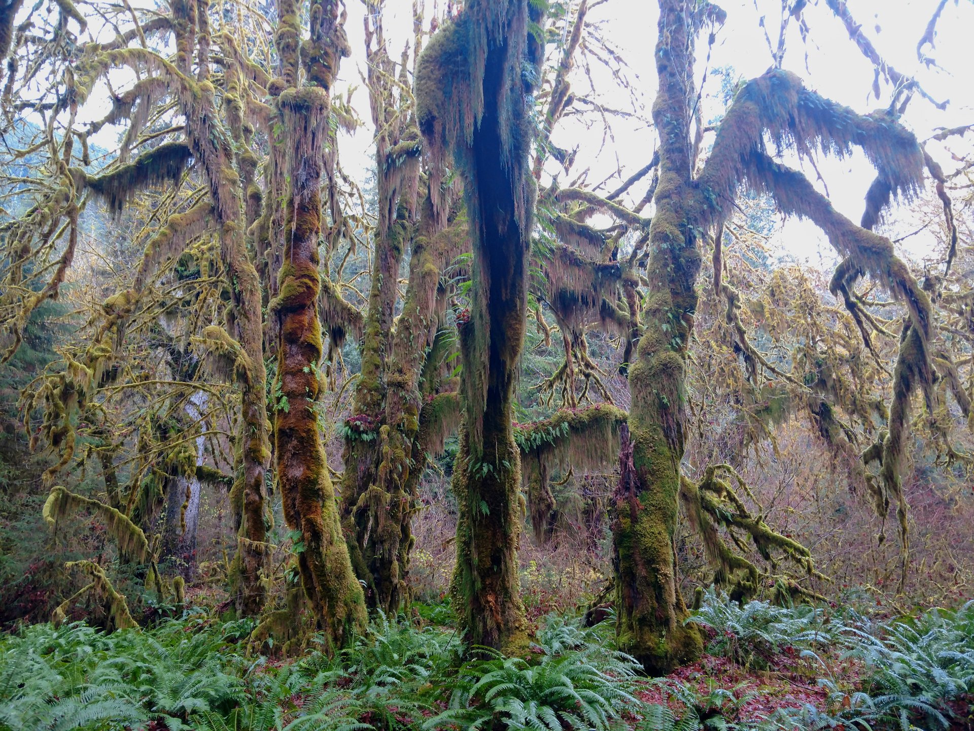 Olympic Peninsula Off-Season Day Hikes