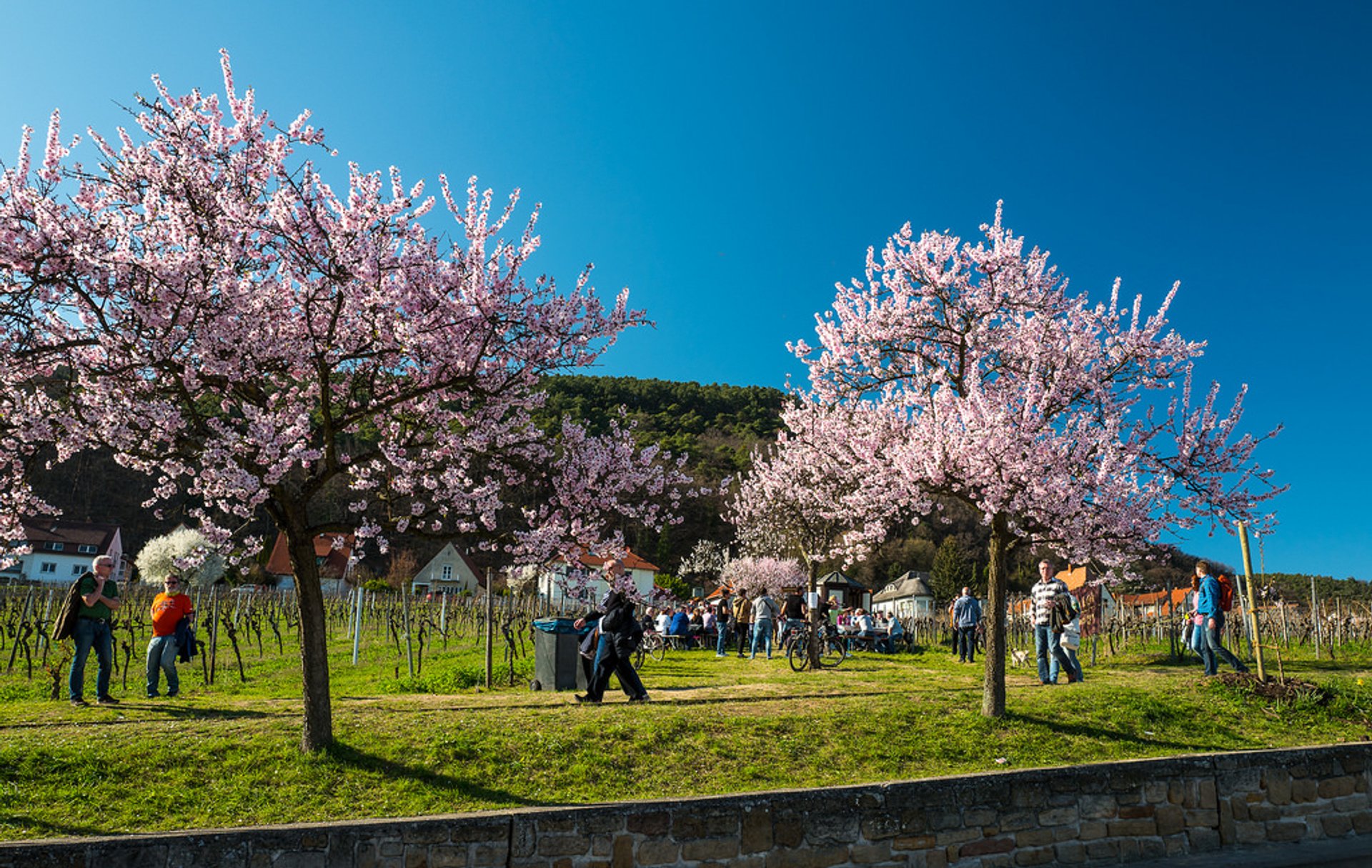 Fiore di mandorlo lungo la Via del Vino