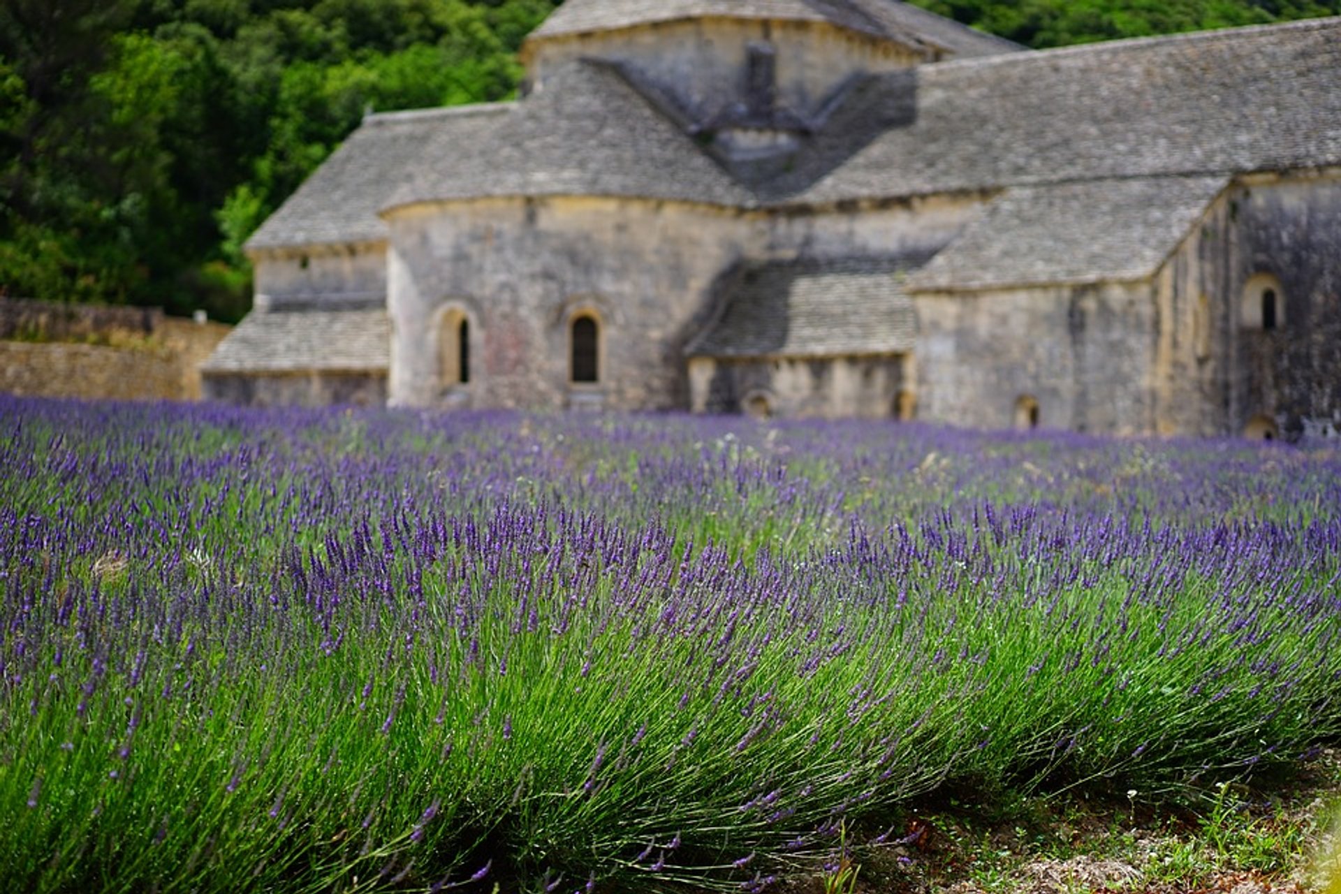 Champs de lavande en Bloom