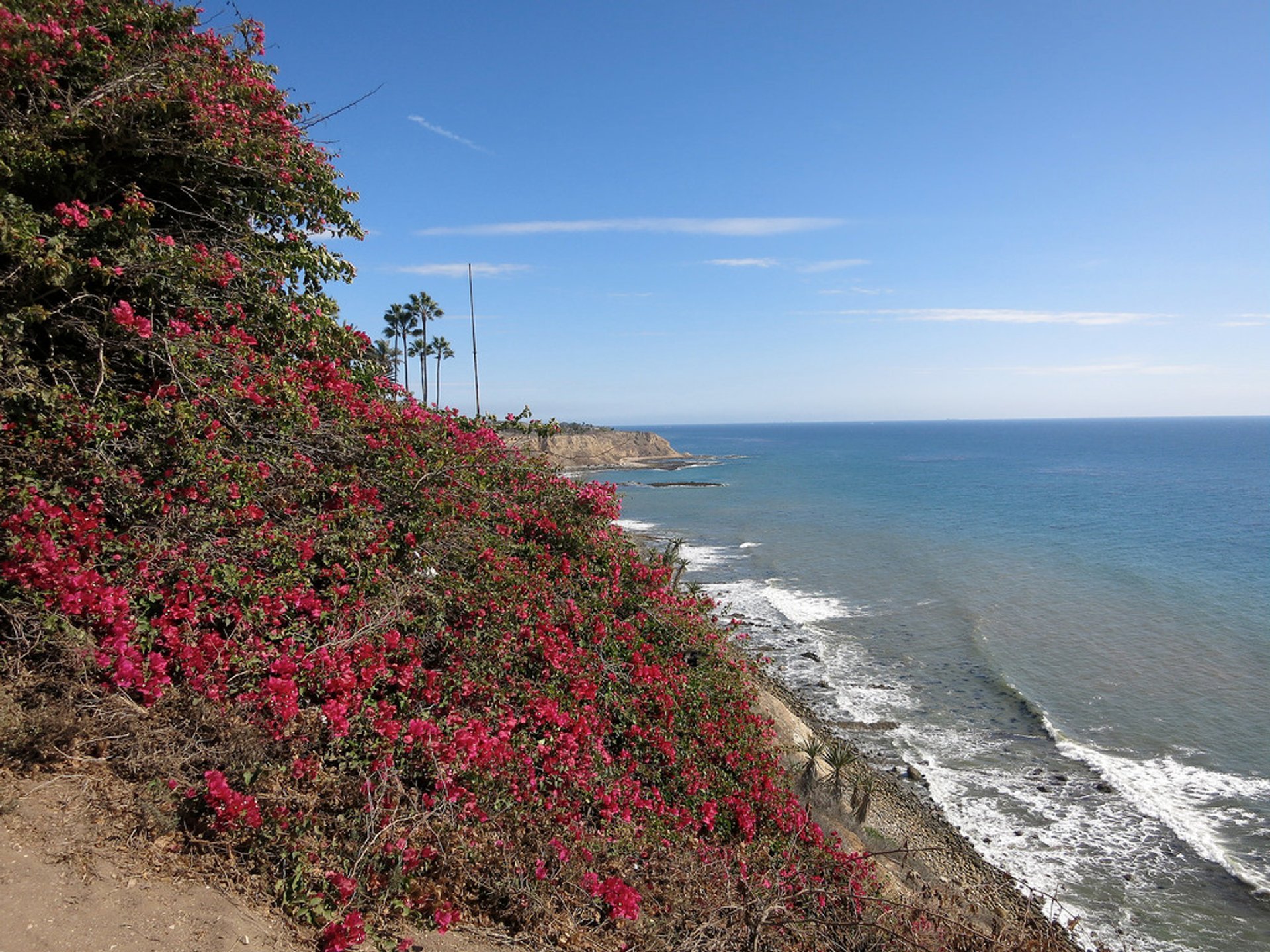 Floración de buganvillas