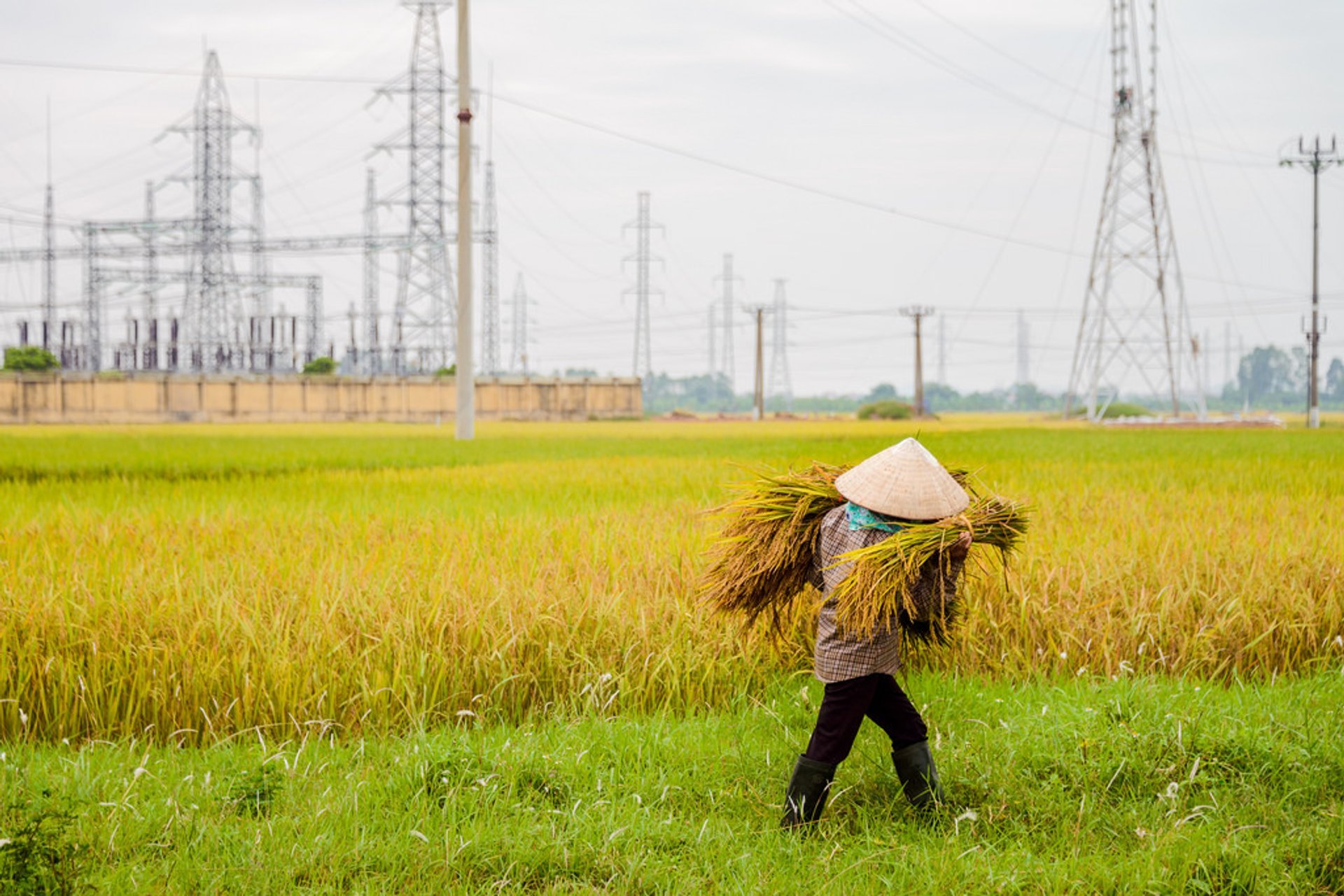 Rice Harvest Season in Vietnam 2024 Rove.me