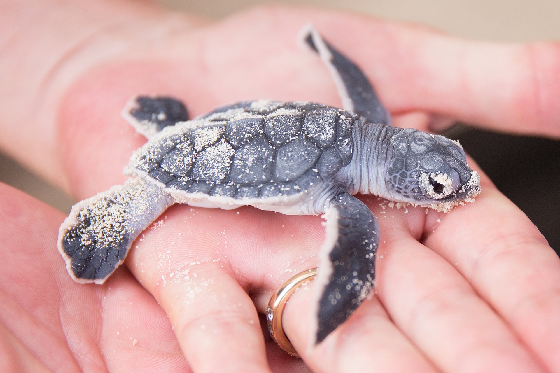 Turtle Nesting and Hatching