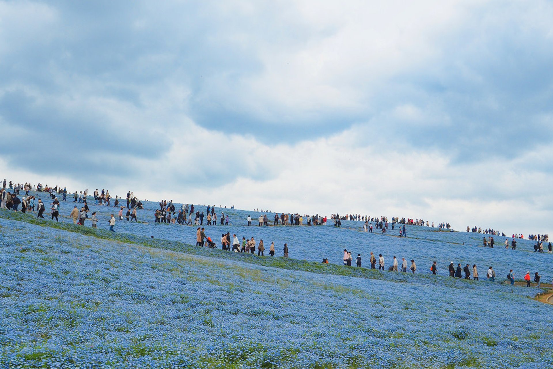 Florecimento em Hitachi Seaside Park