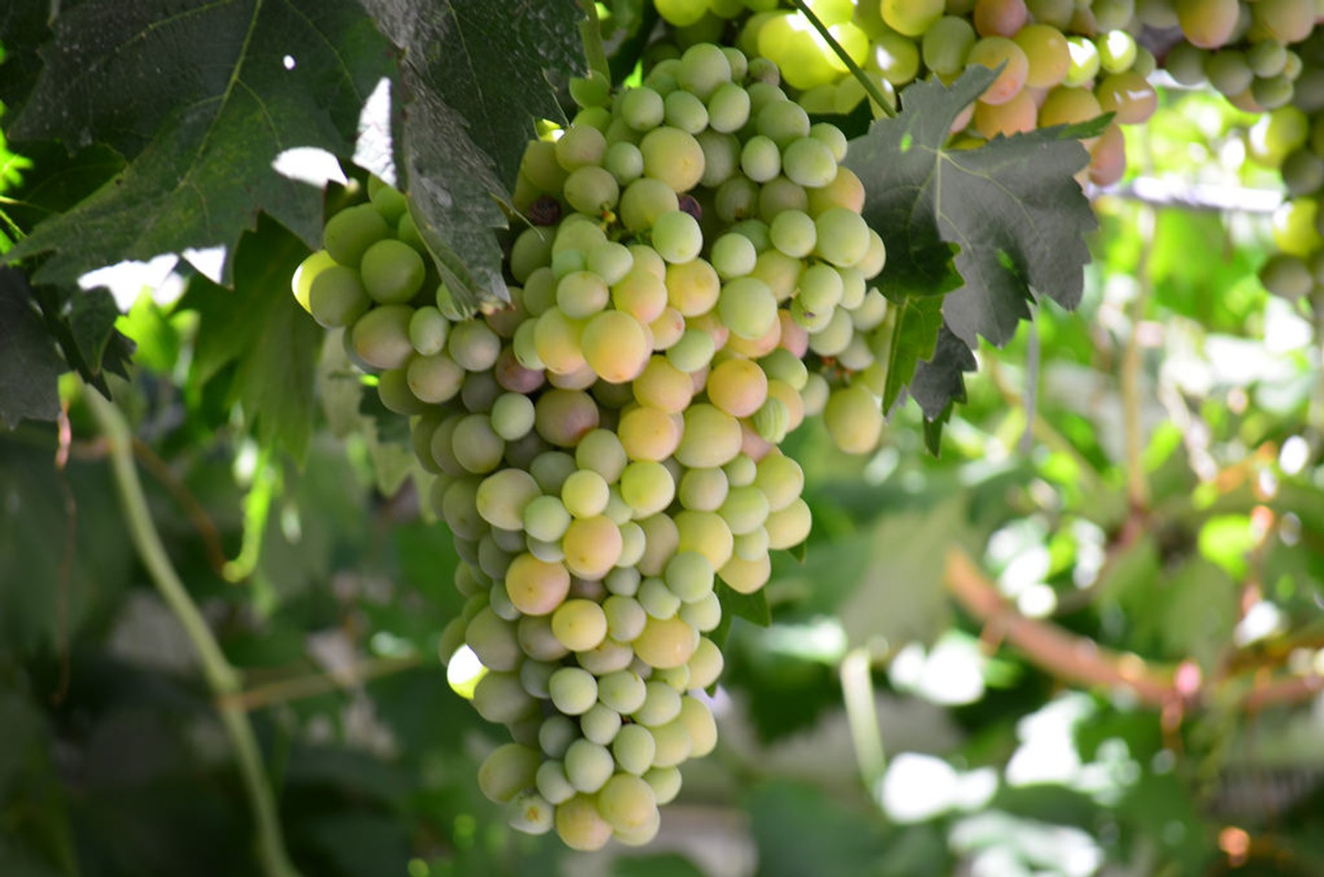 Grape Harvest