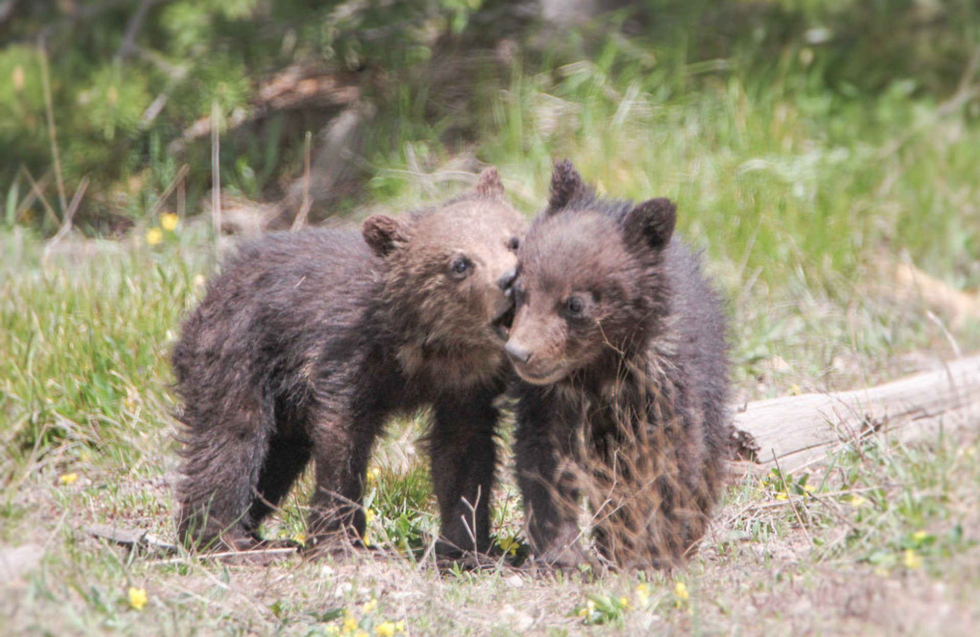 Stagione dei cuccioli di animale